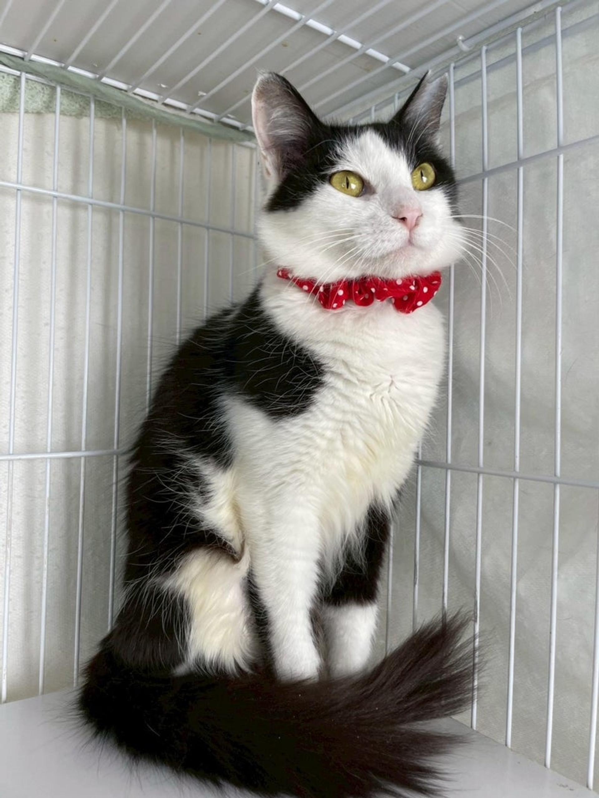 pet-image-4