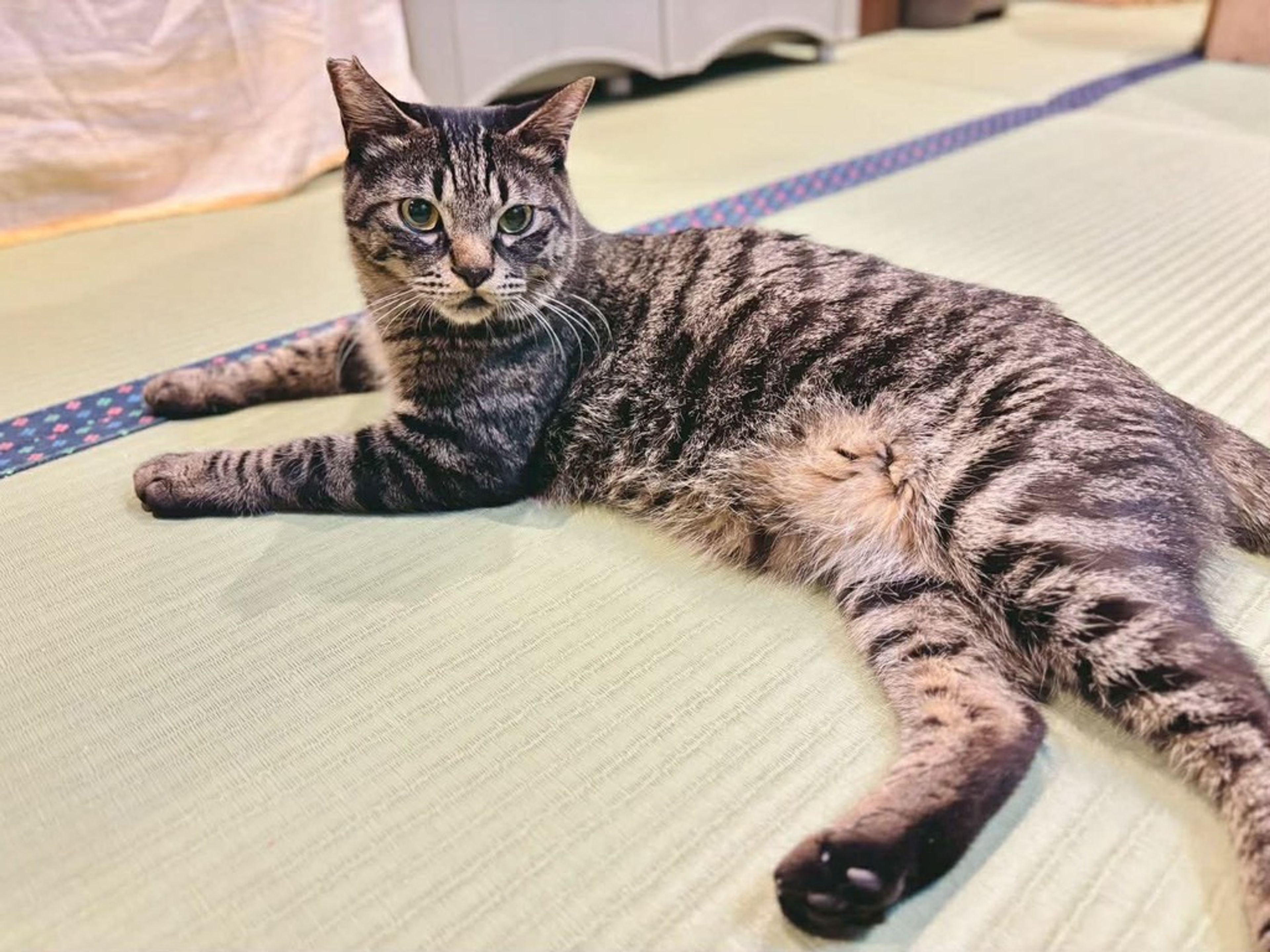 雑種（ミックス猫）・オスの里親募集の写真