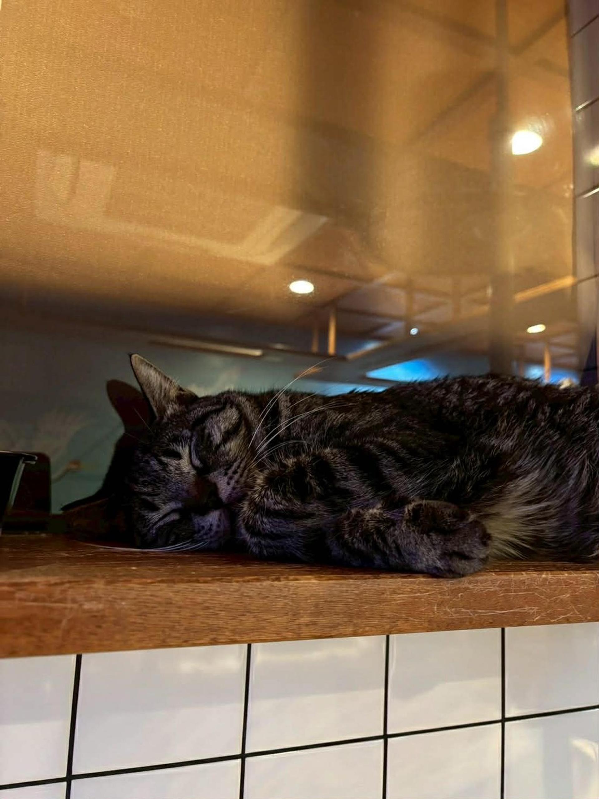 pet-image-3