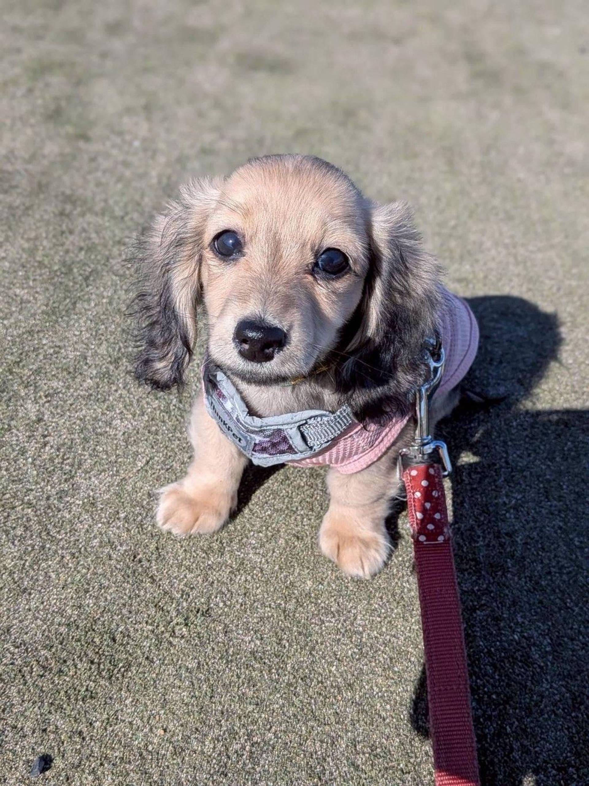 pet-image-3