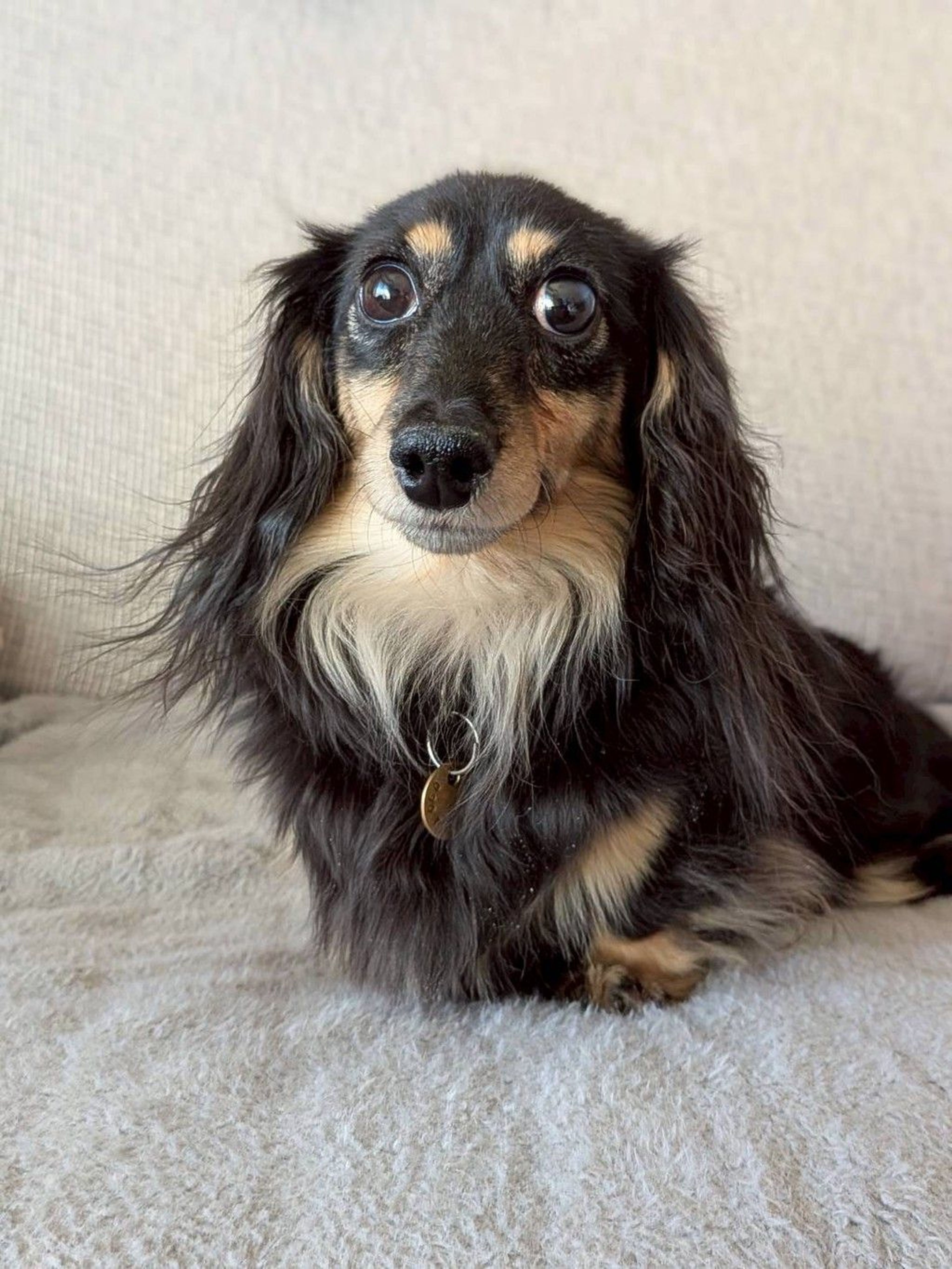 ダックスフンド・メスの里親募集の写真