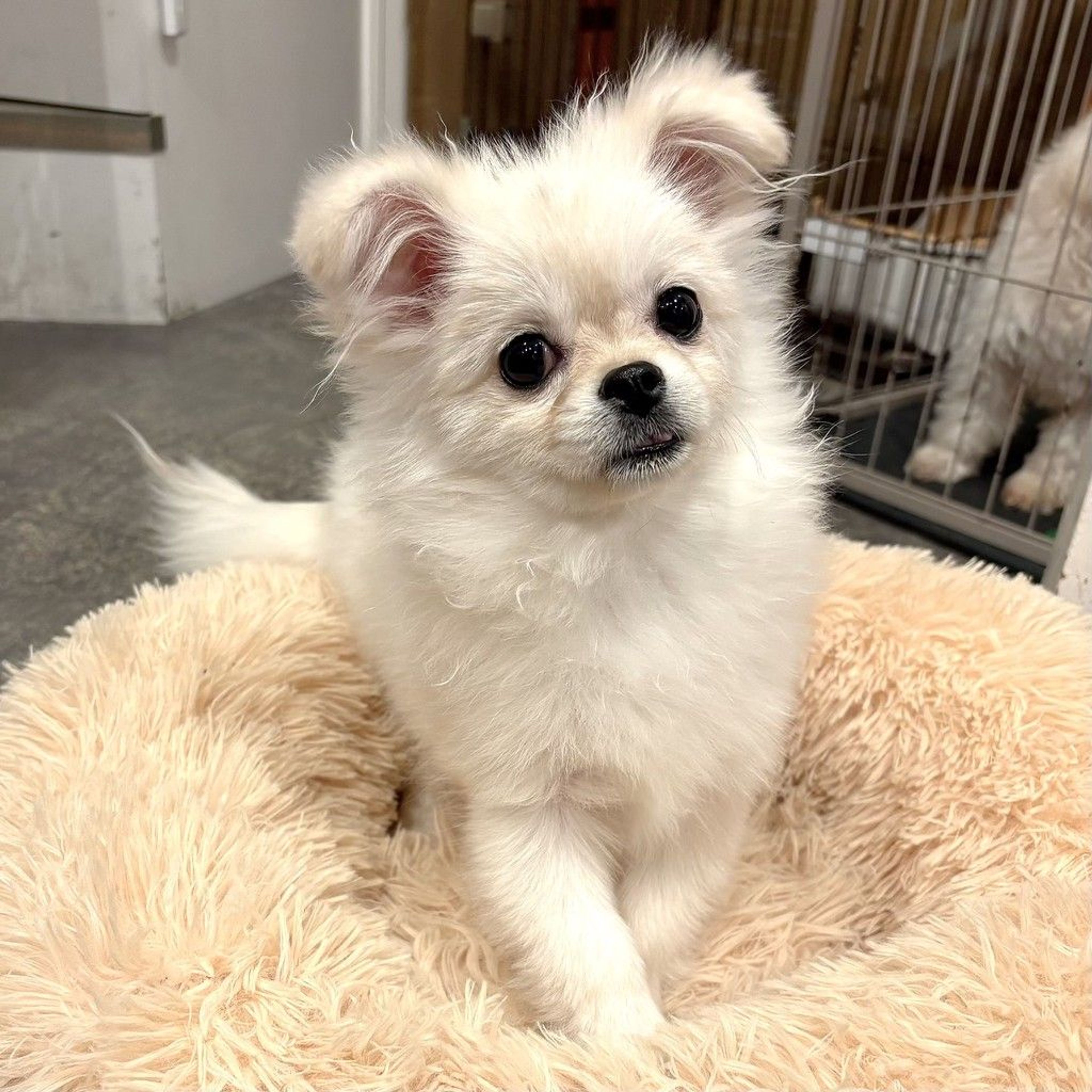 ポメラニアン・メスの里親募集の写真