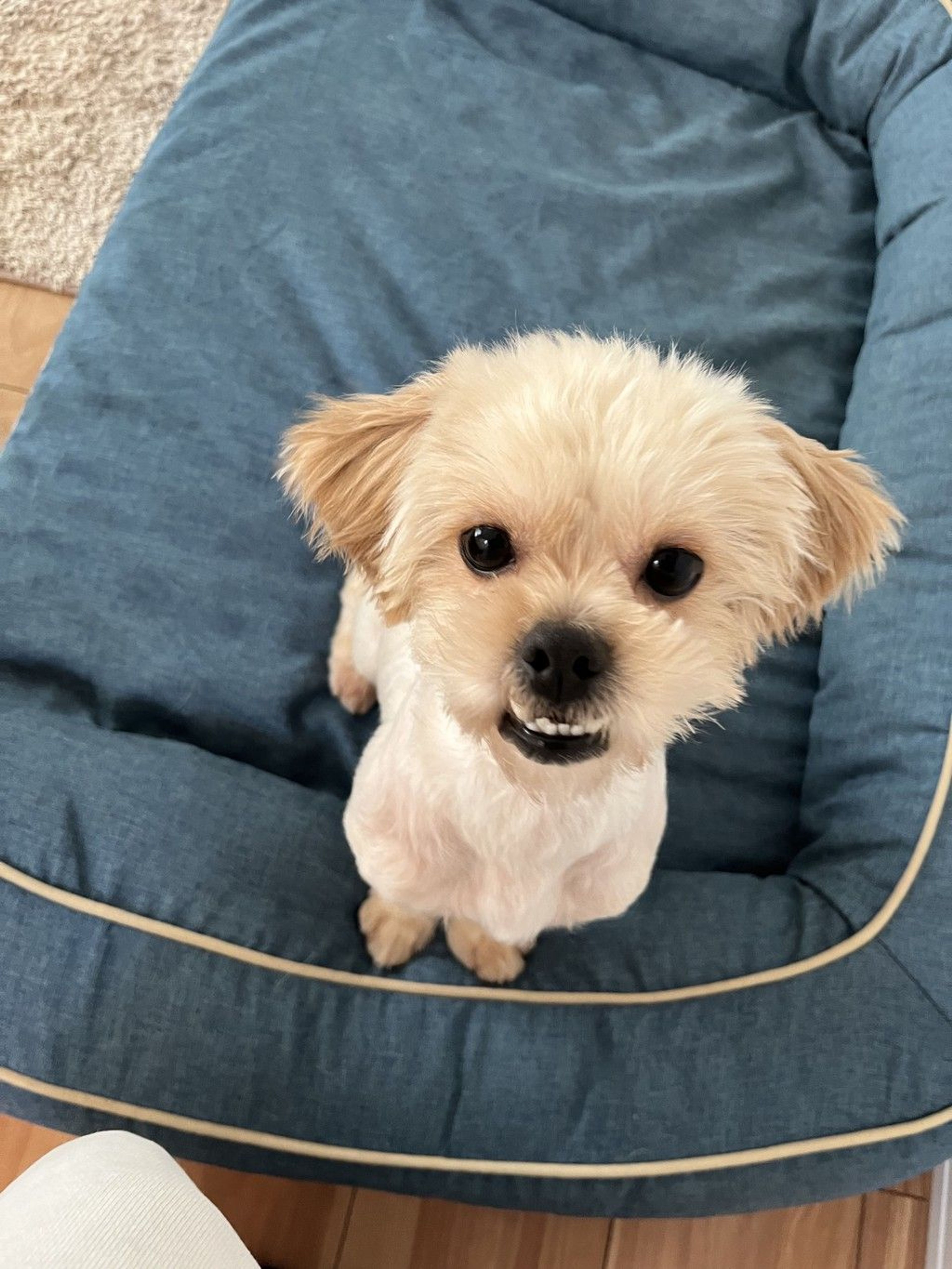 雑種（ミックス犬）・オスの里親募集の写真