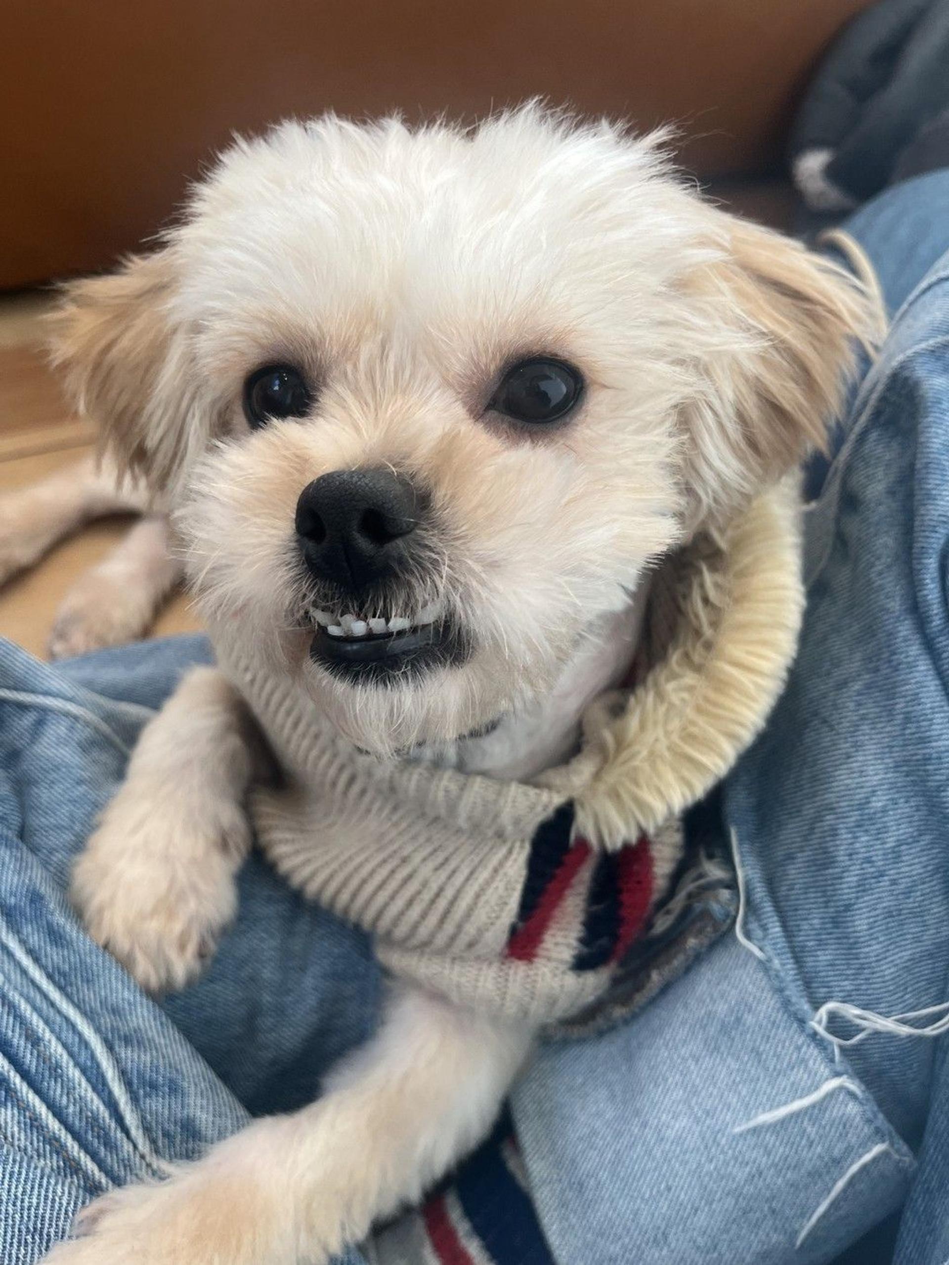 pet-image-4
