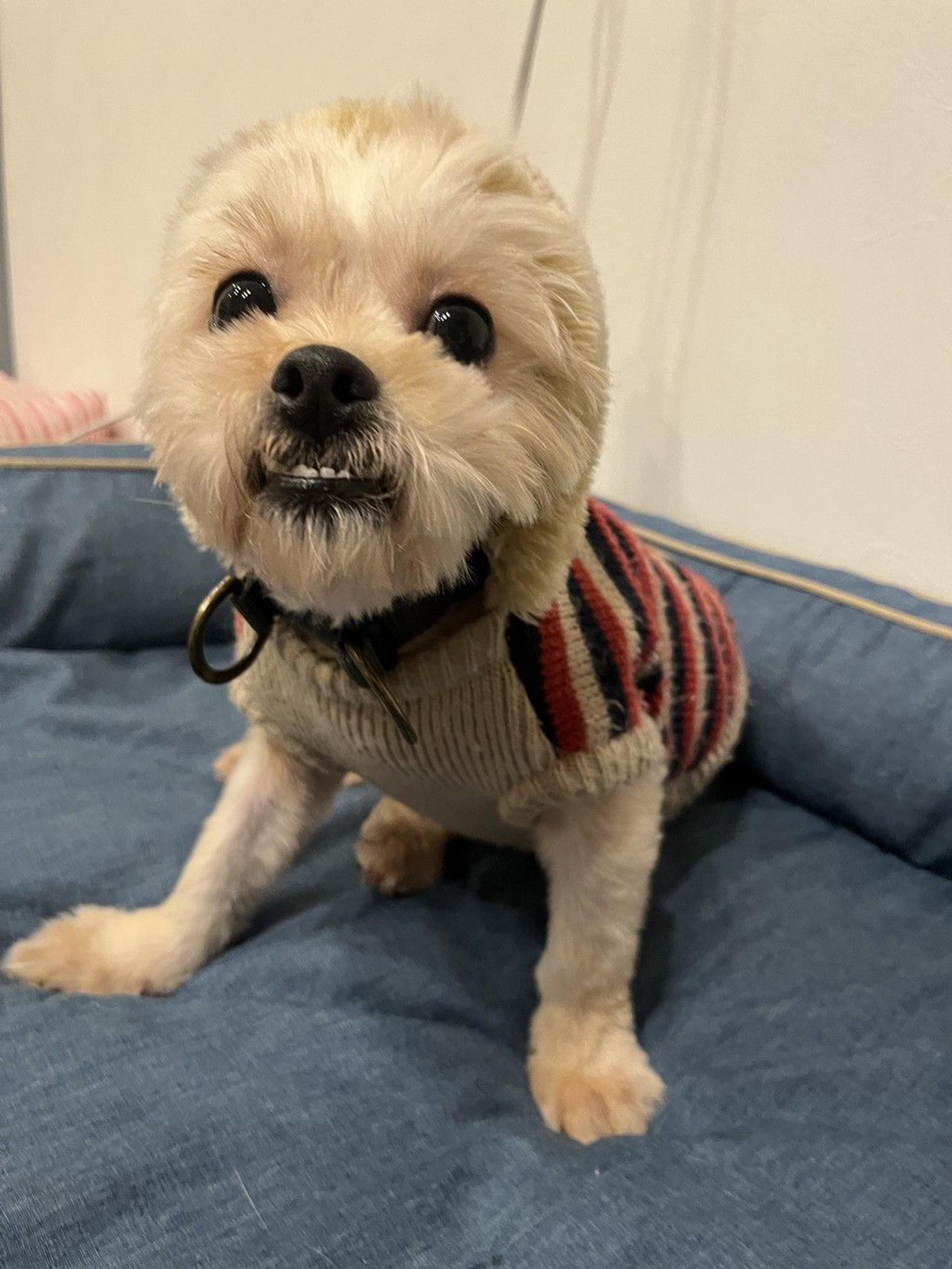 pet-image-5