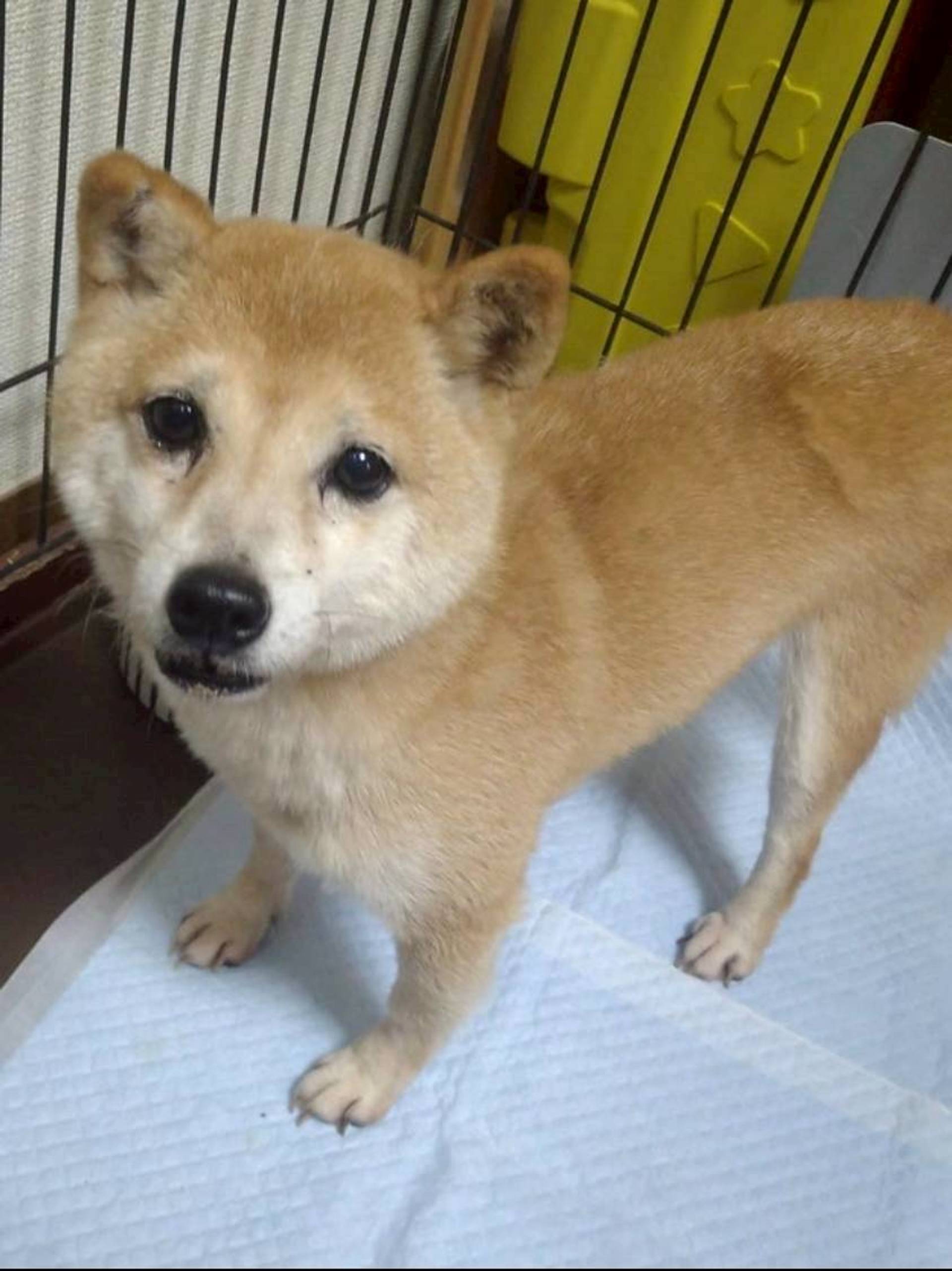 柴犬・メスの里親募集の写真