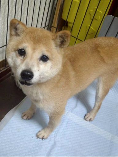 柴犬・メスの里親募集の写真