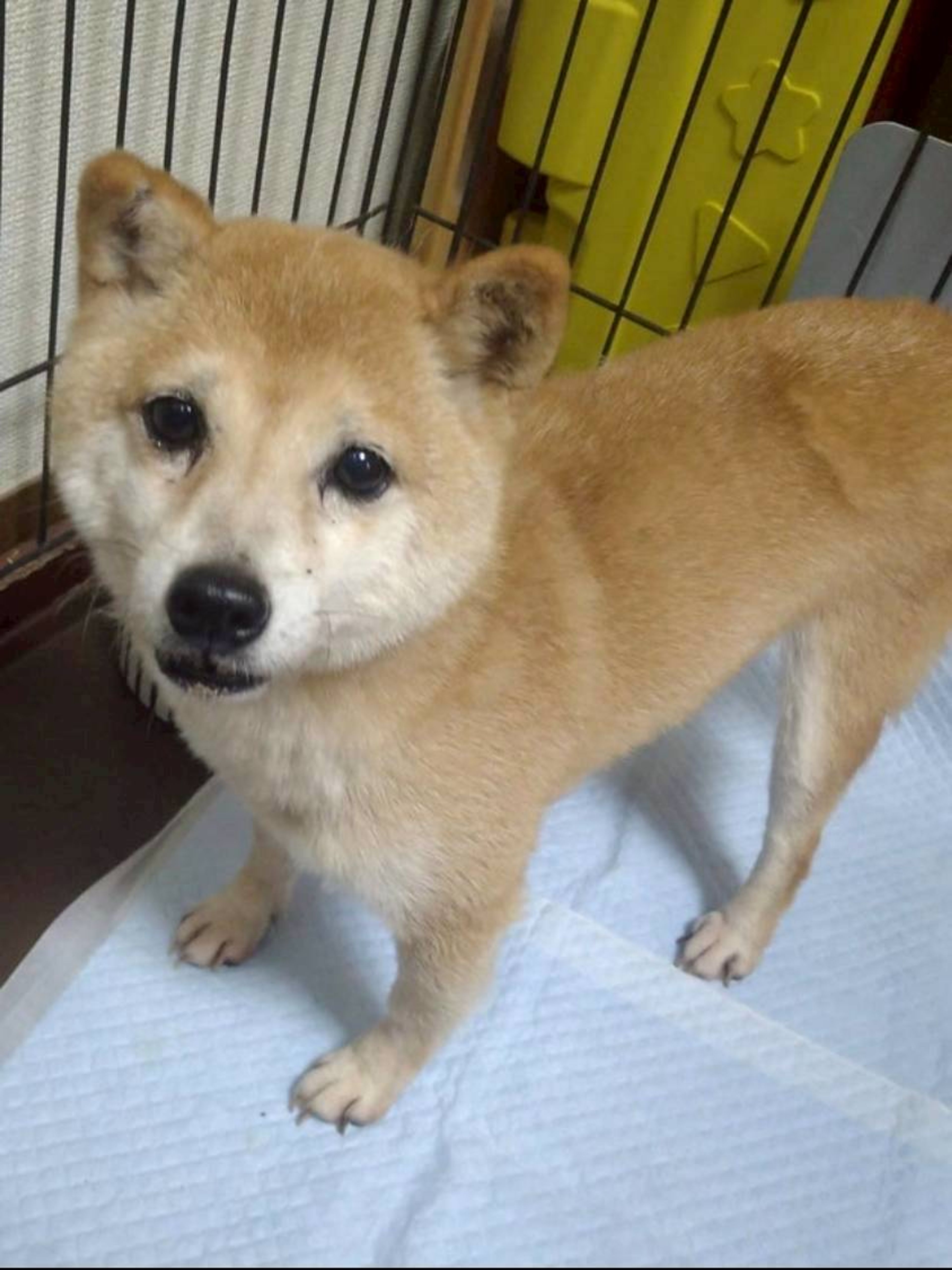 柴犬・メスの里親募集の写真