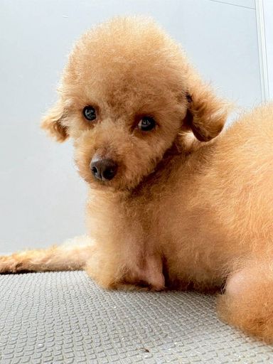 トイプードル・メスの里親募集の写真