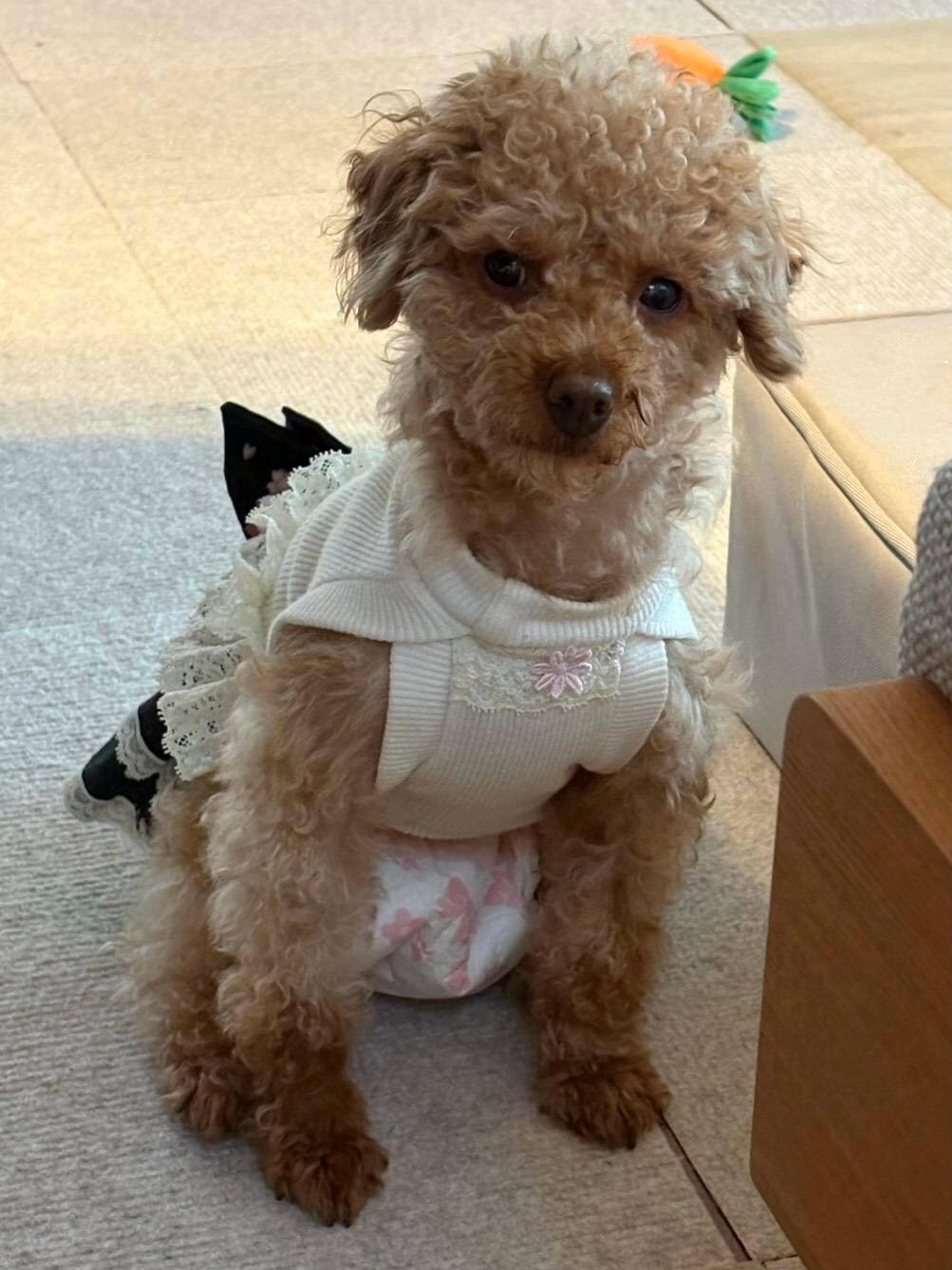 pet-image-3