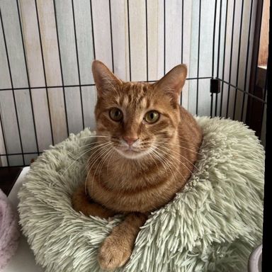 雑種（ミックス猫）・オスの里親募集の写真