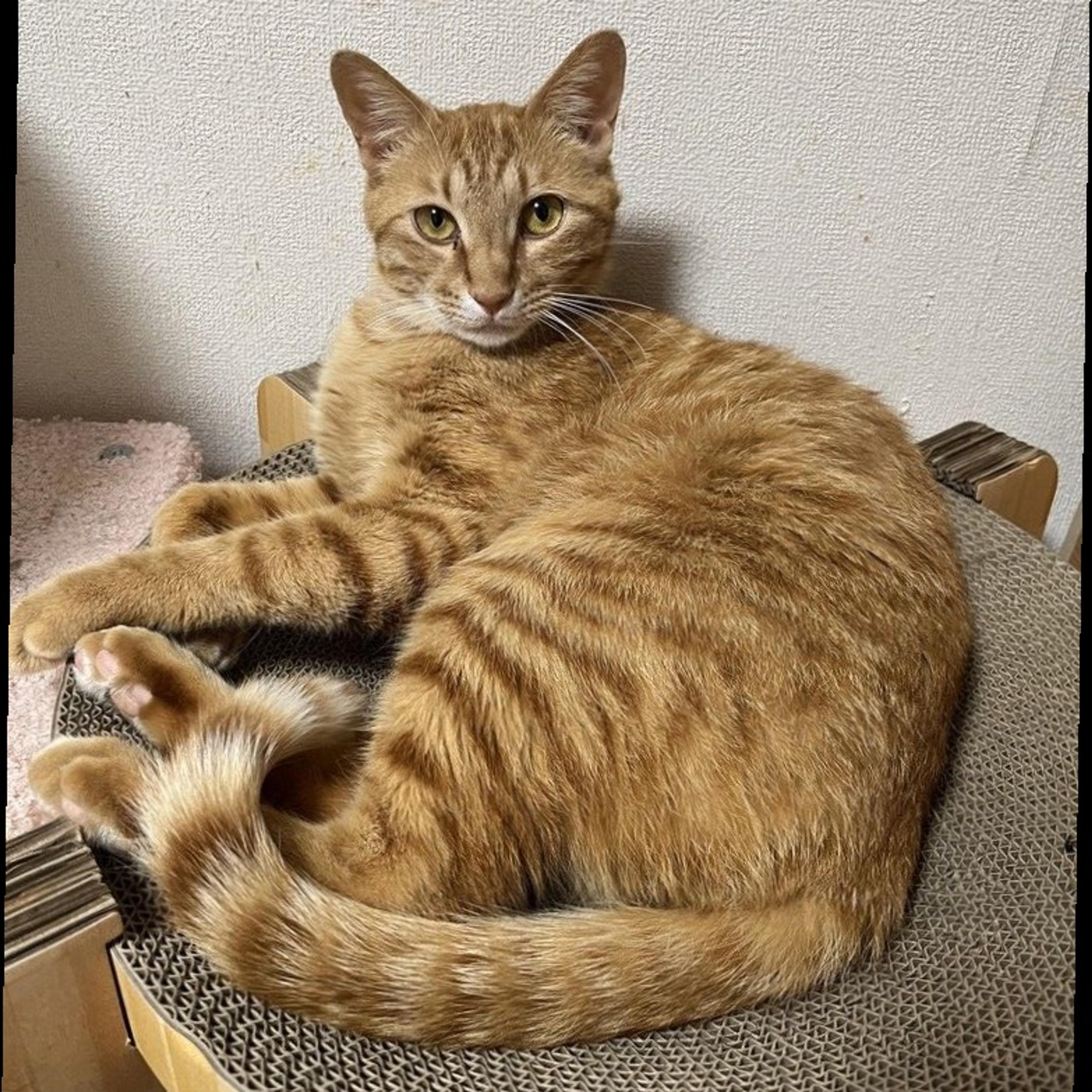 pet-image-2