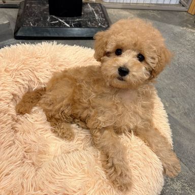 雑種（ミックス犬）・オスの里親募集の写真