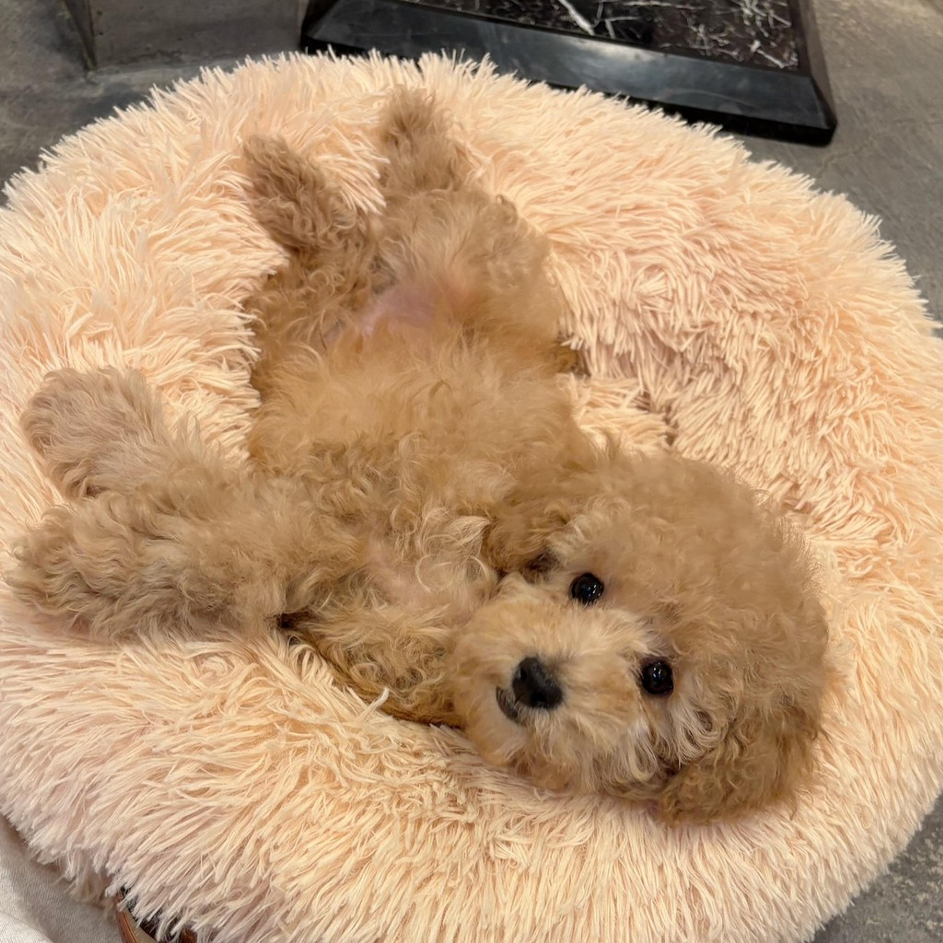 pet-image-2