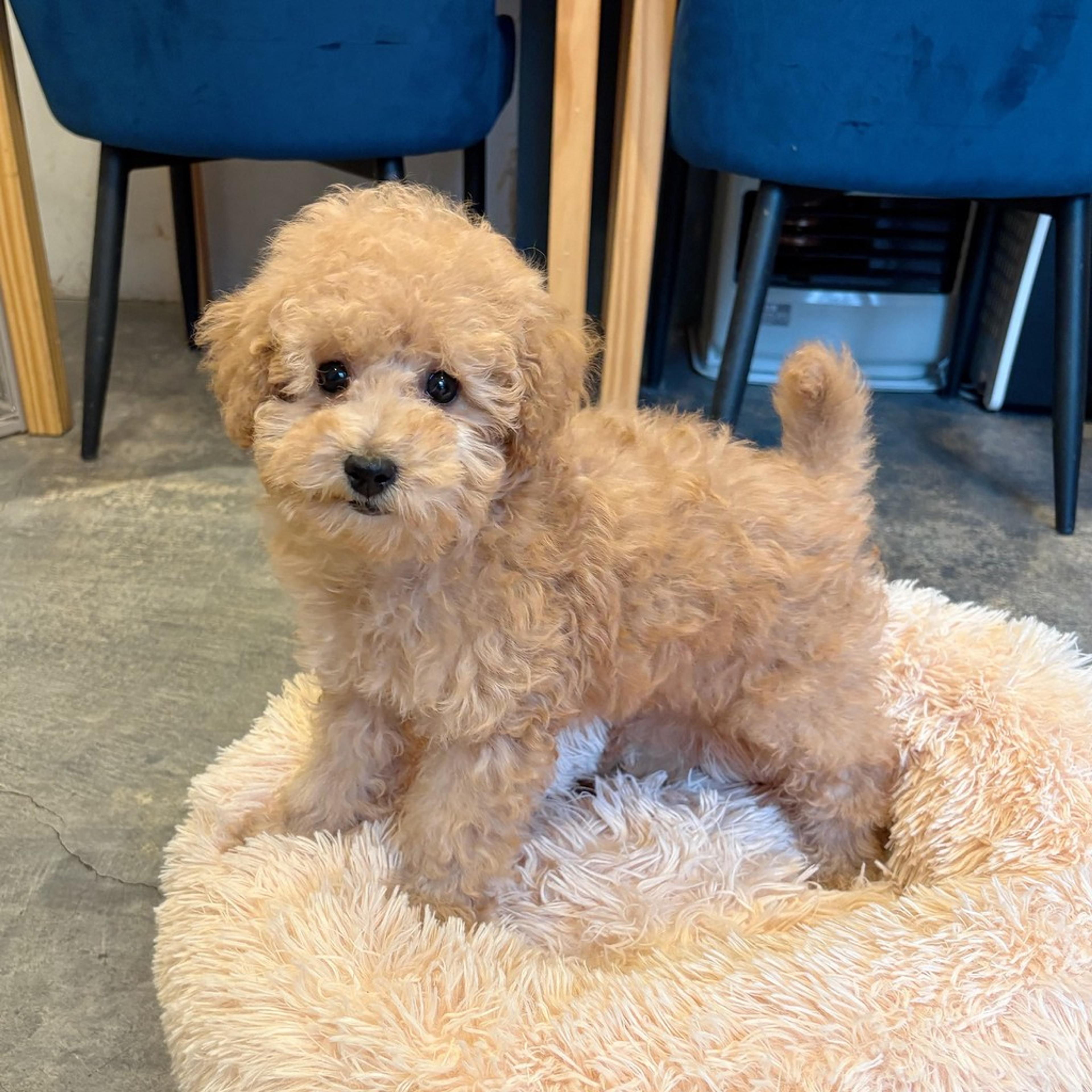 pet-image-3