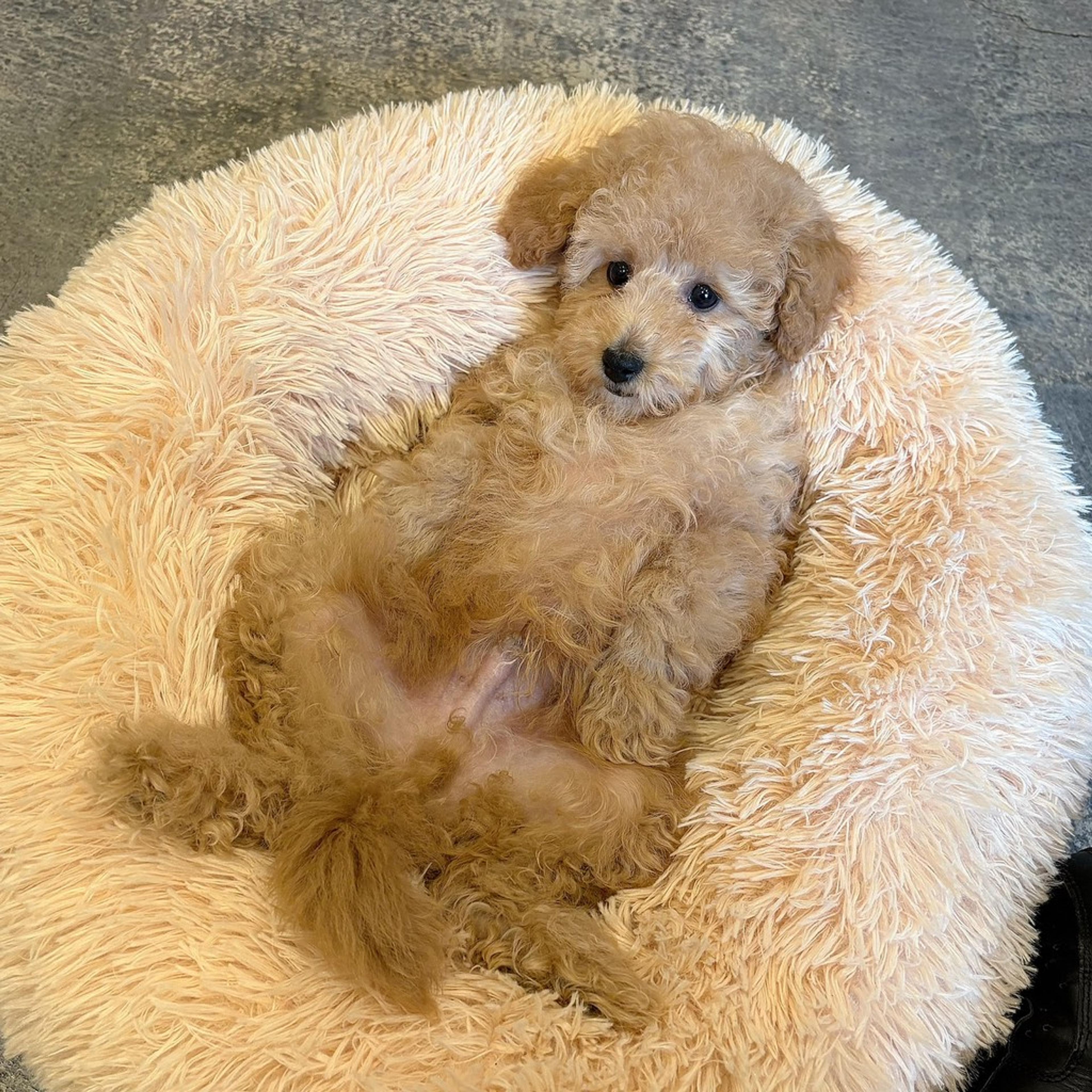 pet-image-4