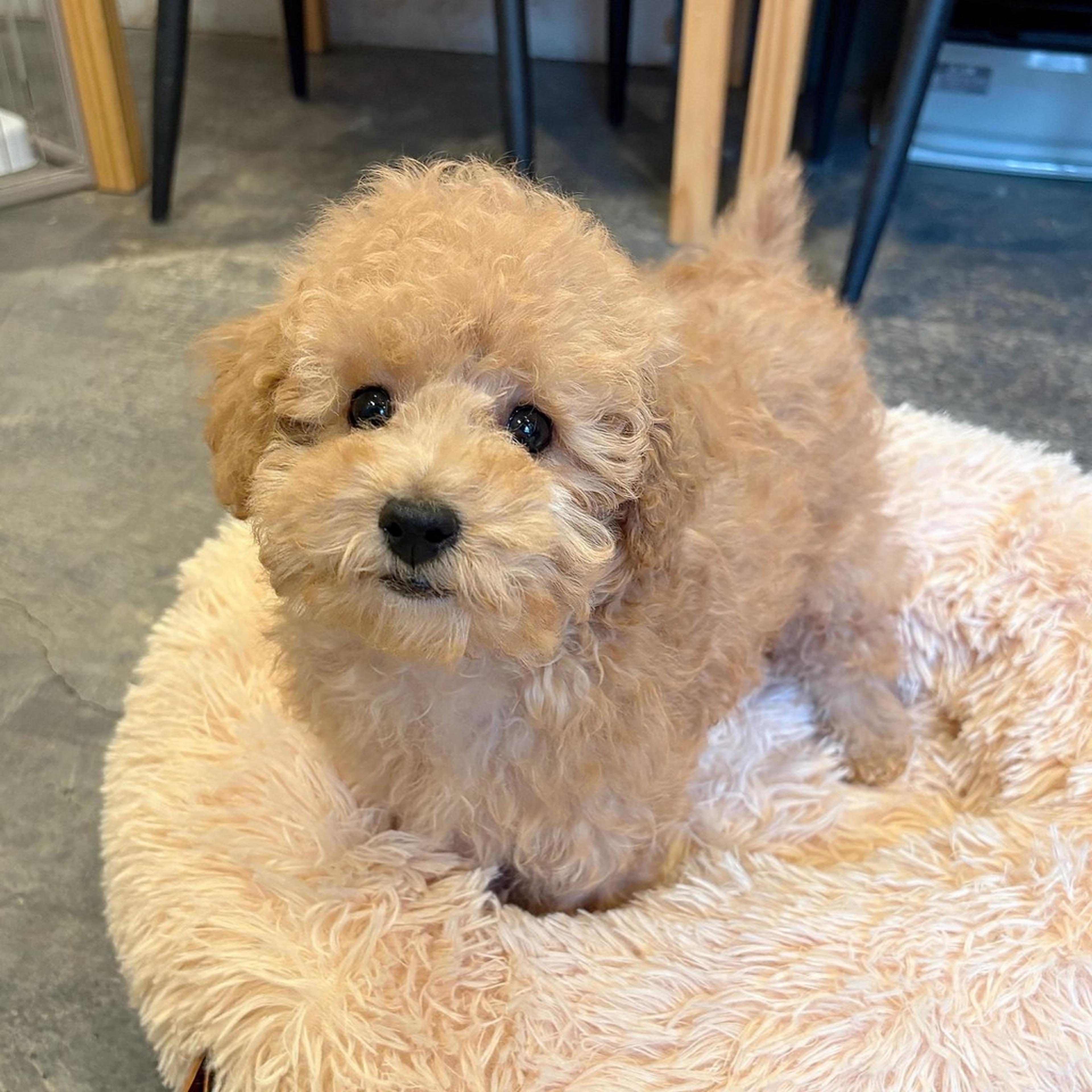 pet-image-5