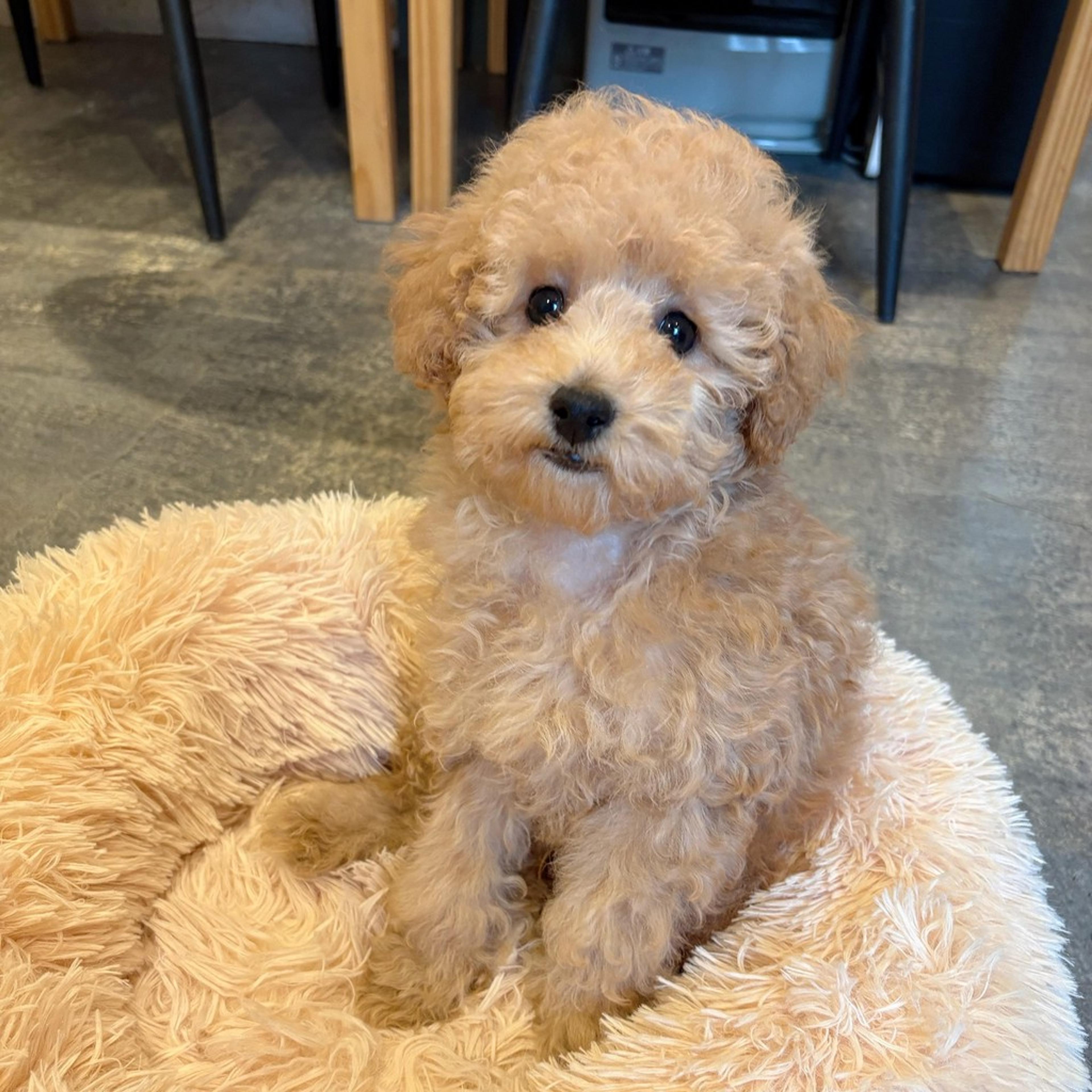 pet-image-6