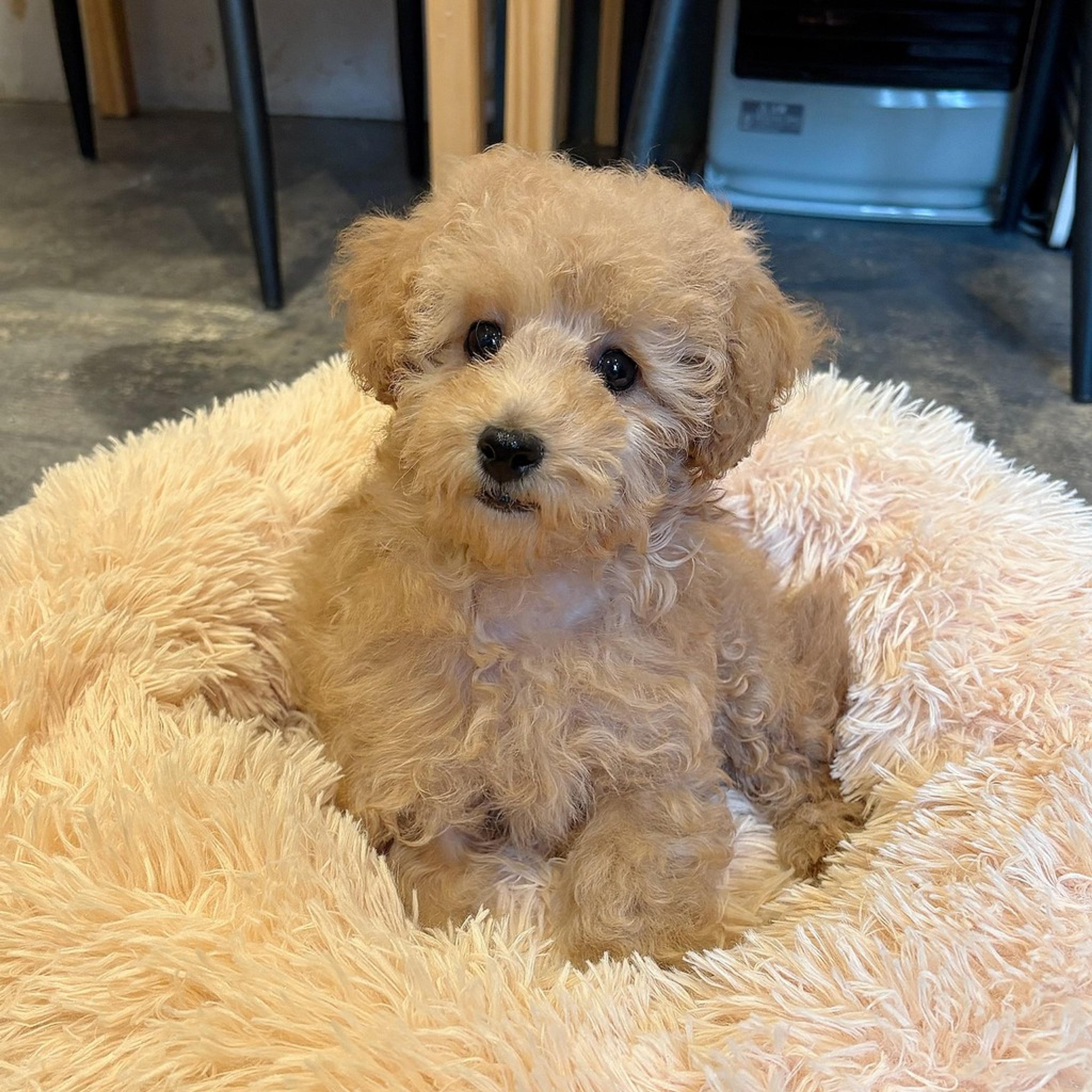 pet-image-7