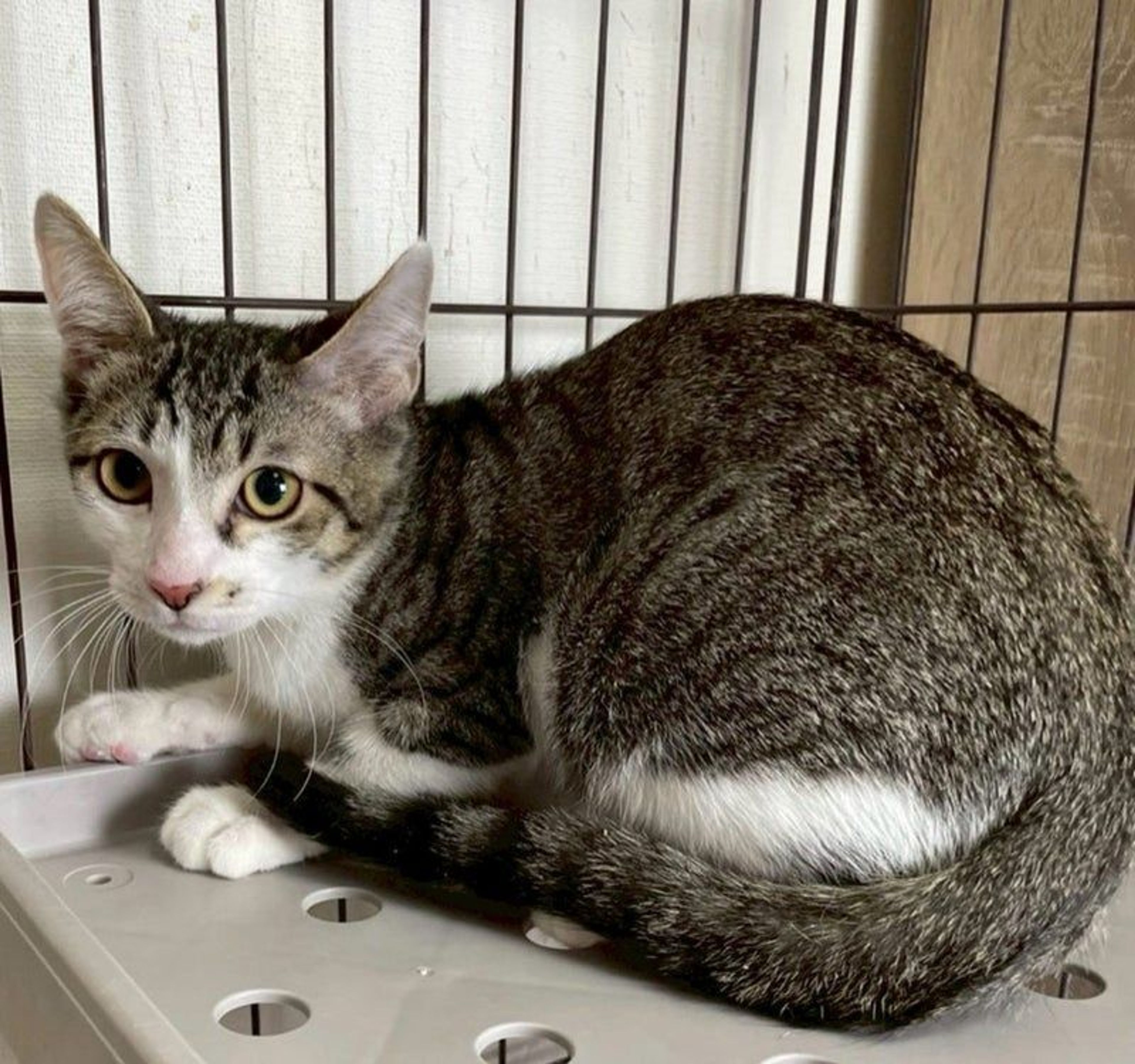 雑種（ミックス猫）・オスの里親募集の写真