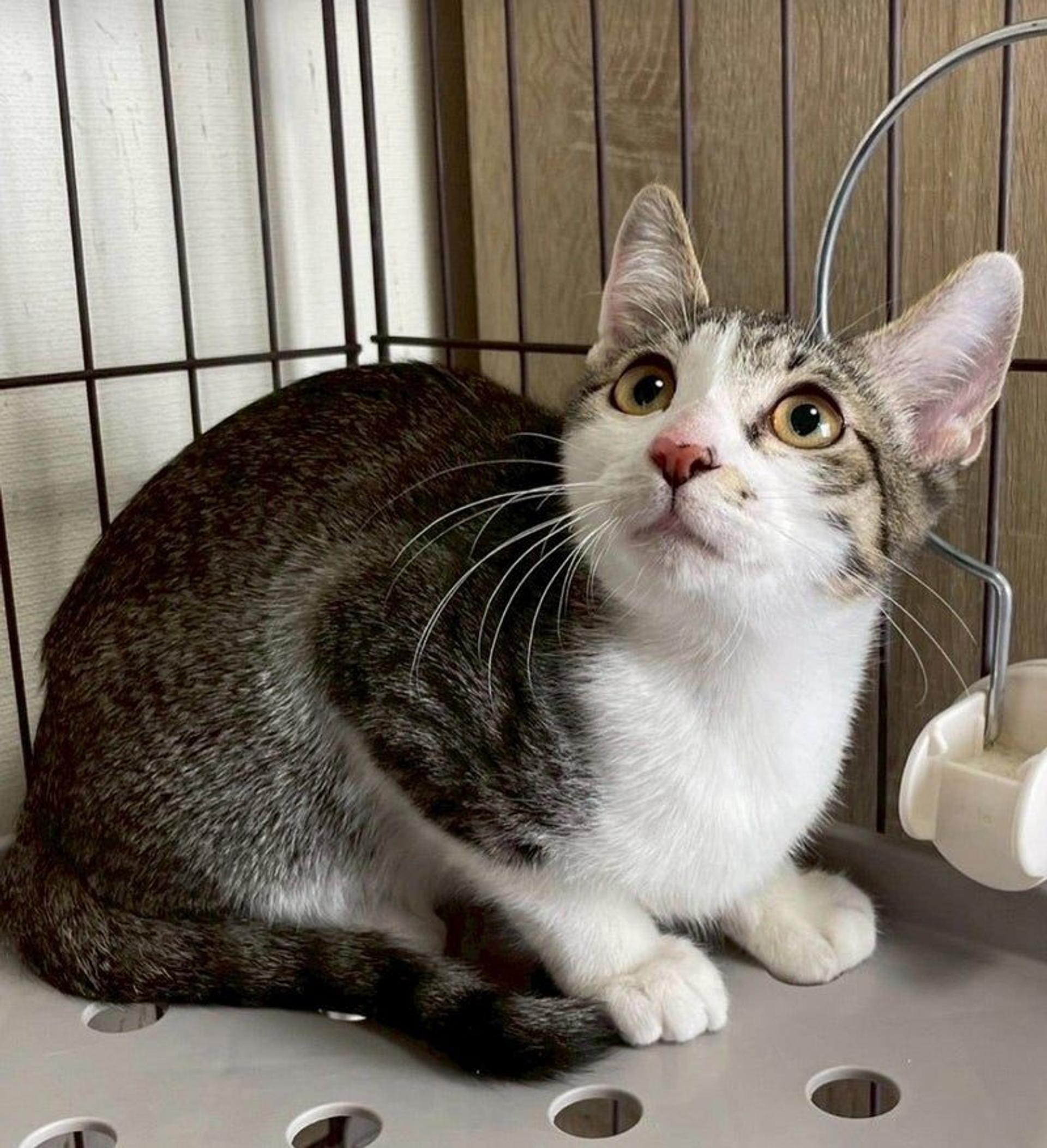 pet-image-2