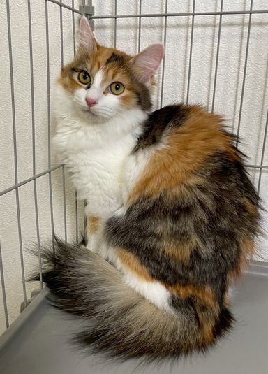 雑種（ミックス猫）・メスの里親募集の写真