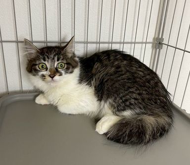 雑種（ミックス猫）・メスの里親募集の写真