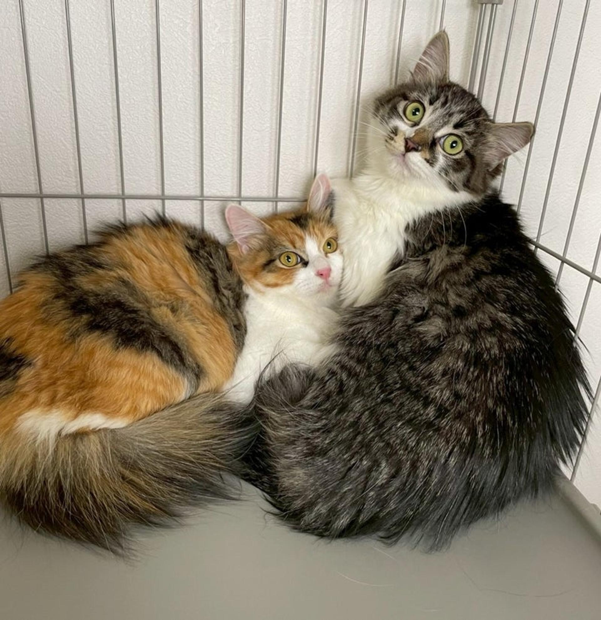 pet-image-5