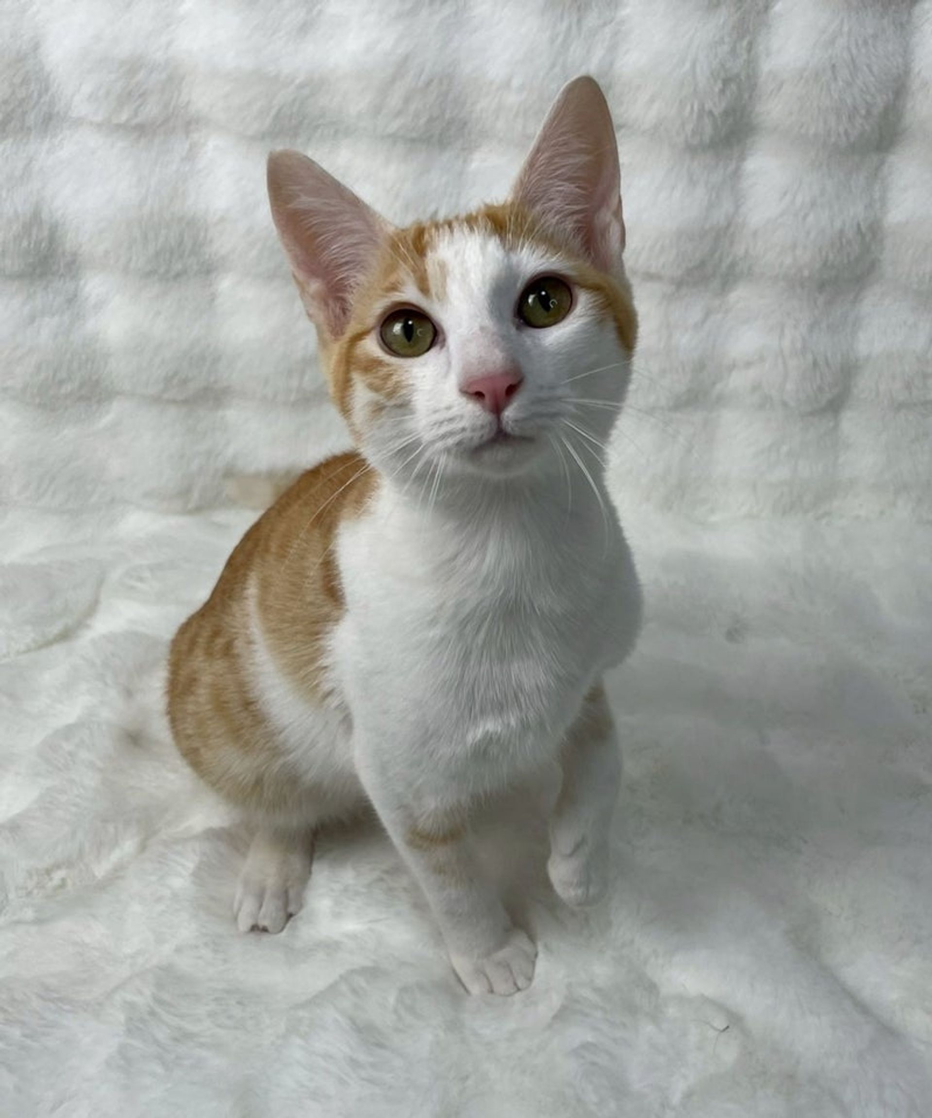 雑種（ミックス猫）・オスの里親募集の写真
