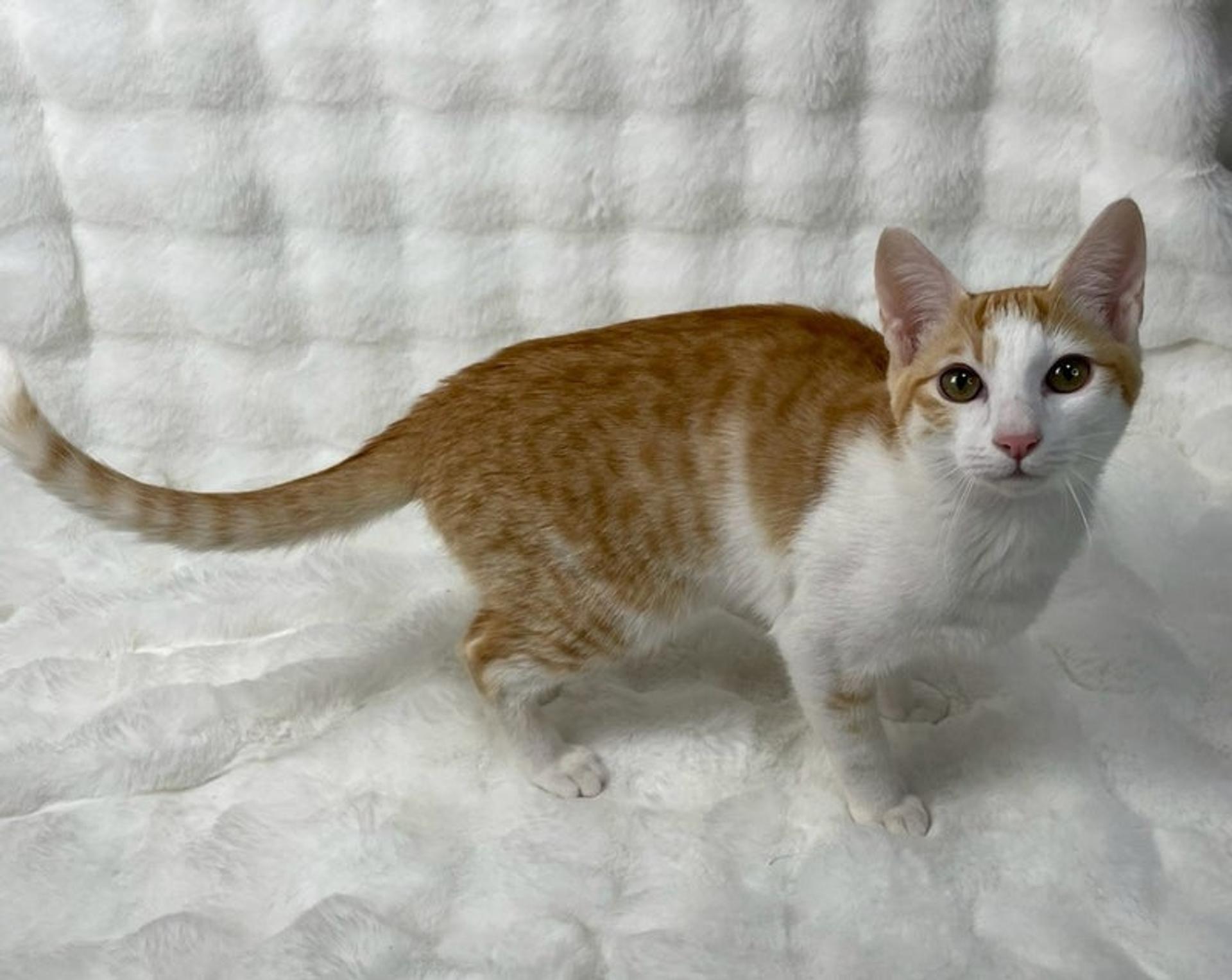 pet-image-3
