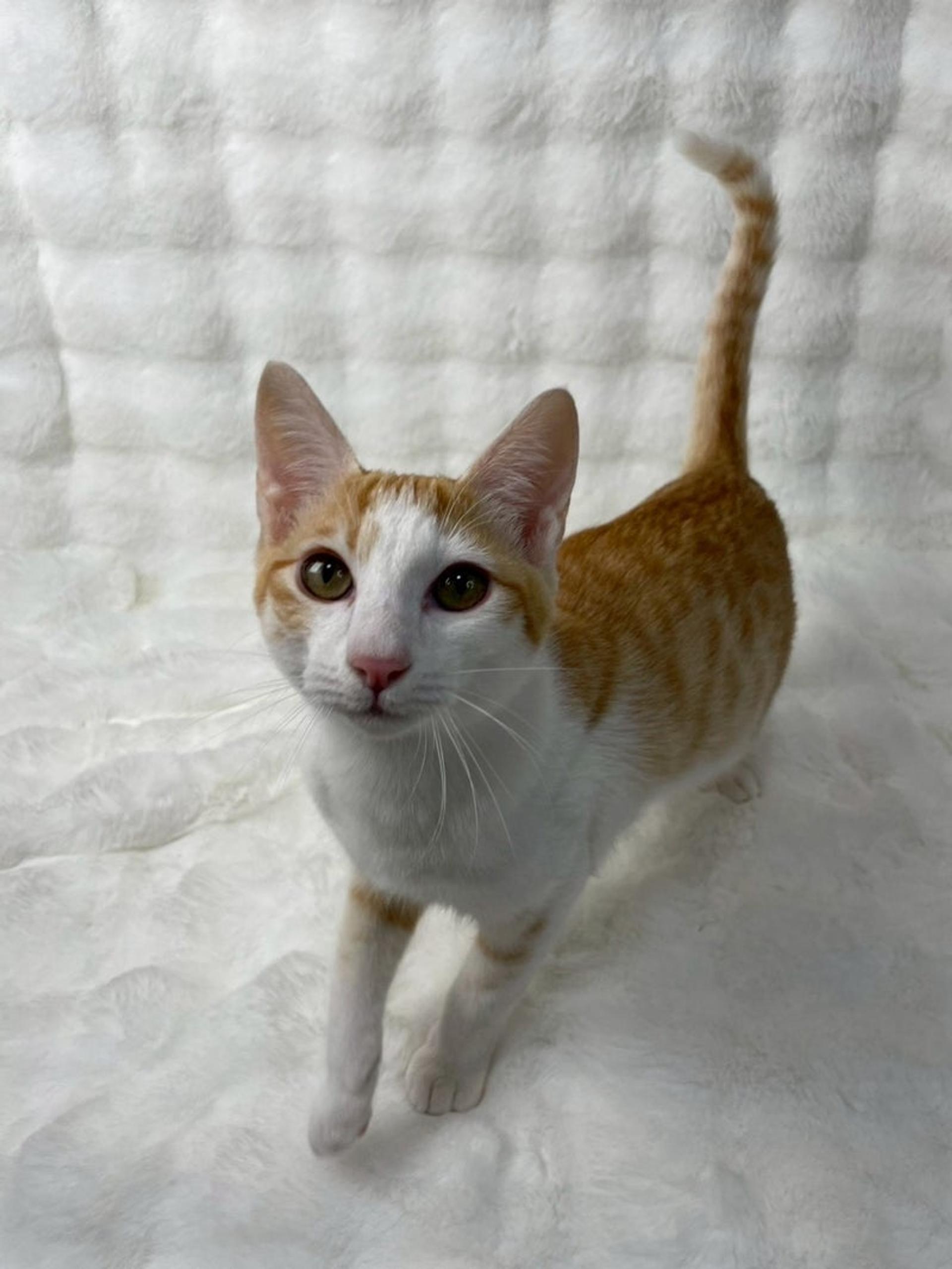 pet-image-4