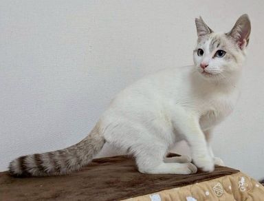 雑種（ミックス猫）・オスの里親募集の写真