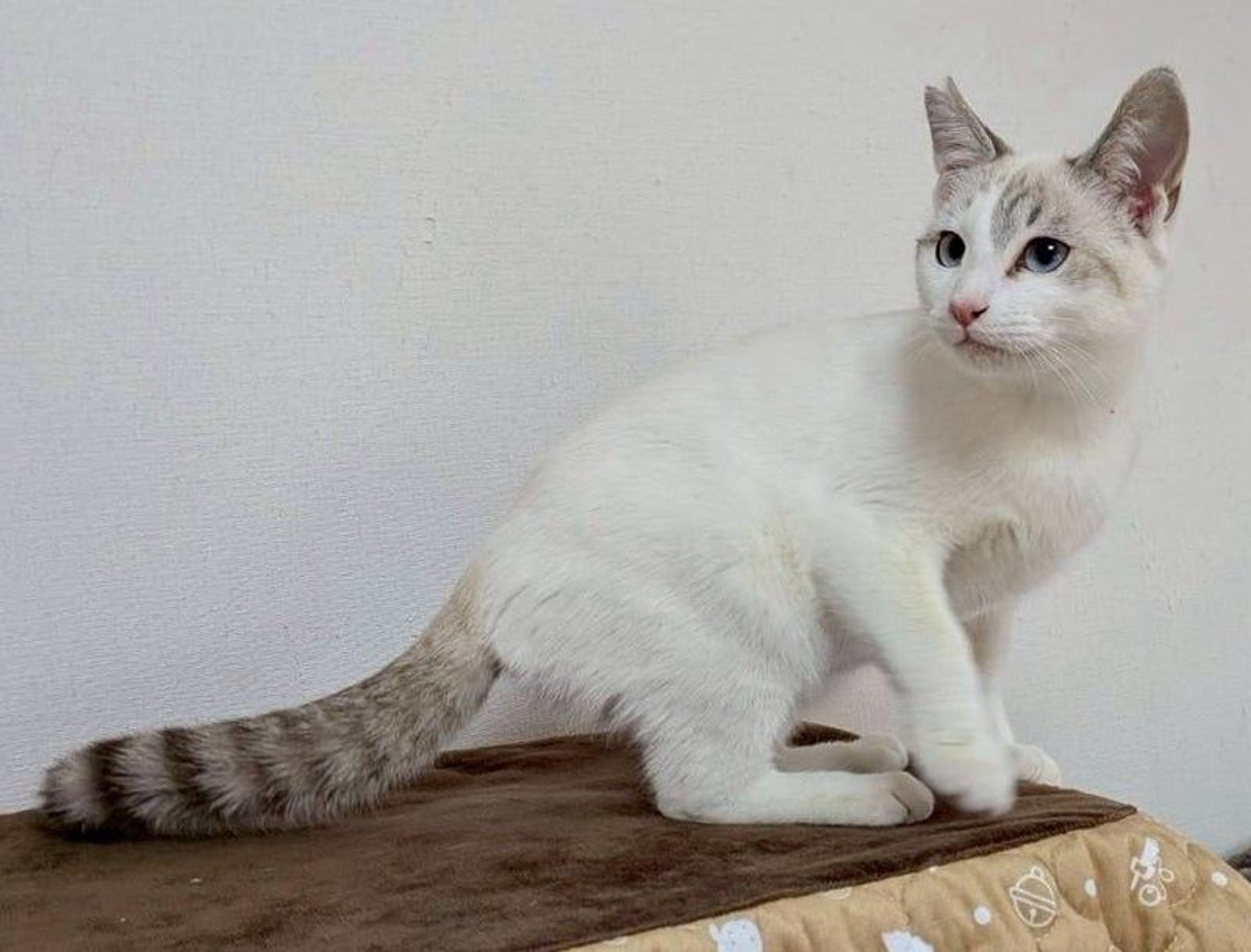 雑種（ミックス猫）・オスの里親募集の写真