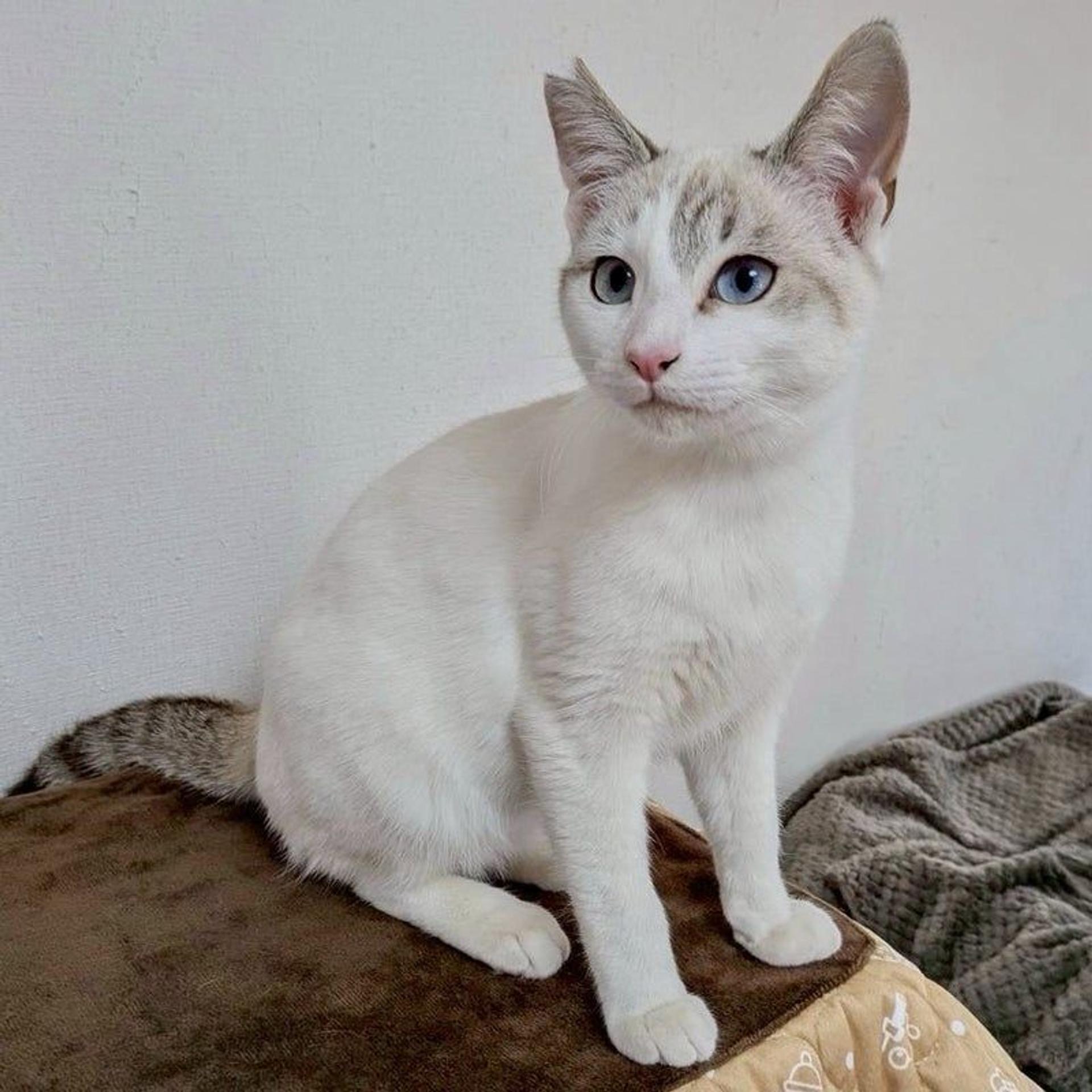pet-image-2