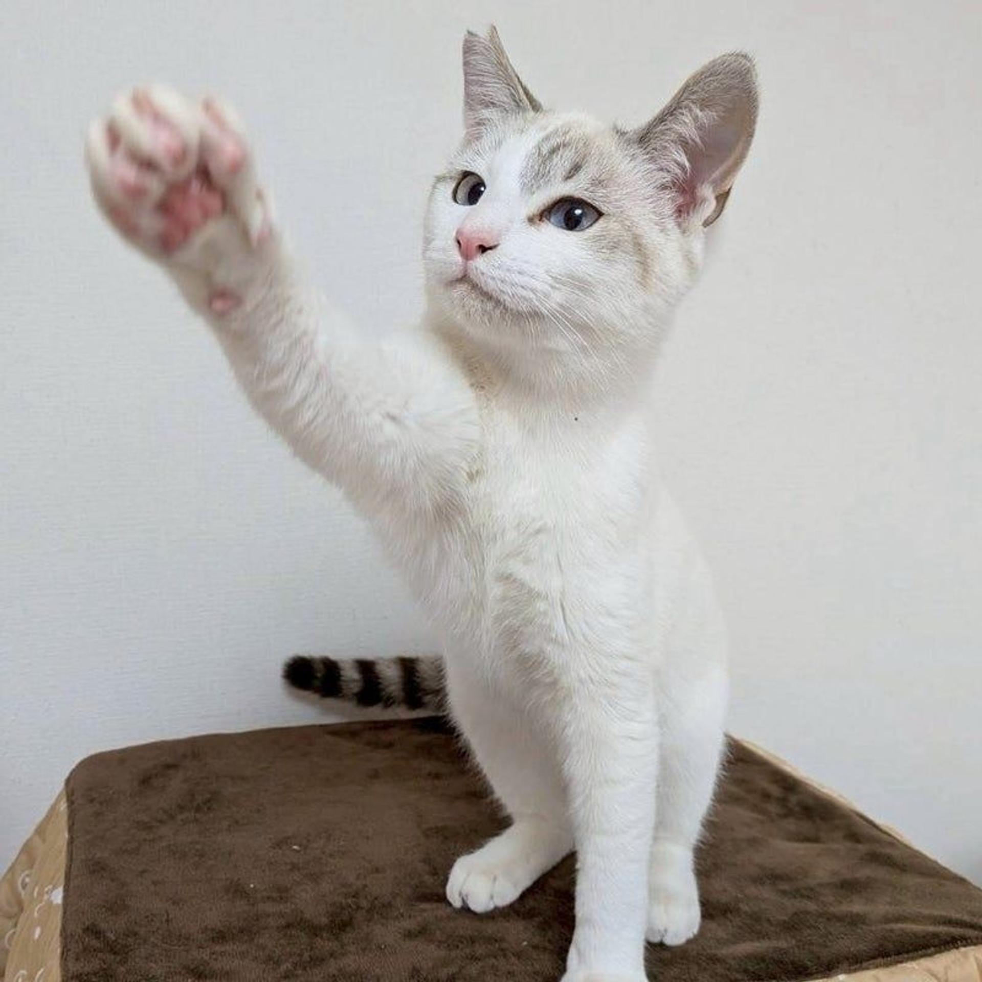 pet-image-3