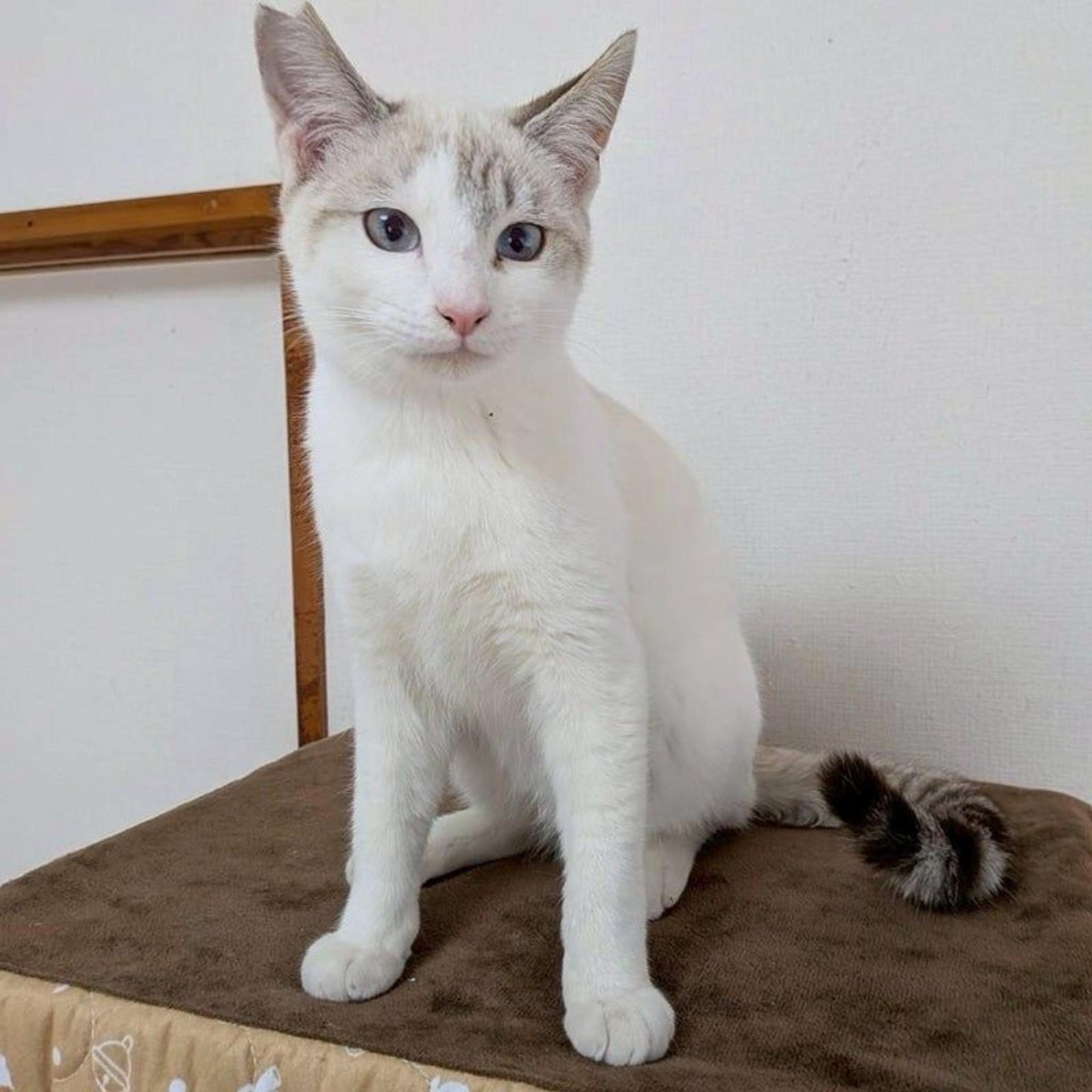 pet-image-4