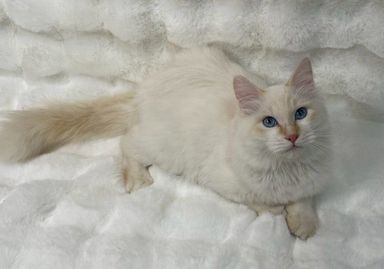 雑種（ミックス猫）・オスの里親募集の写真