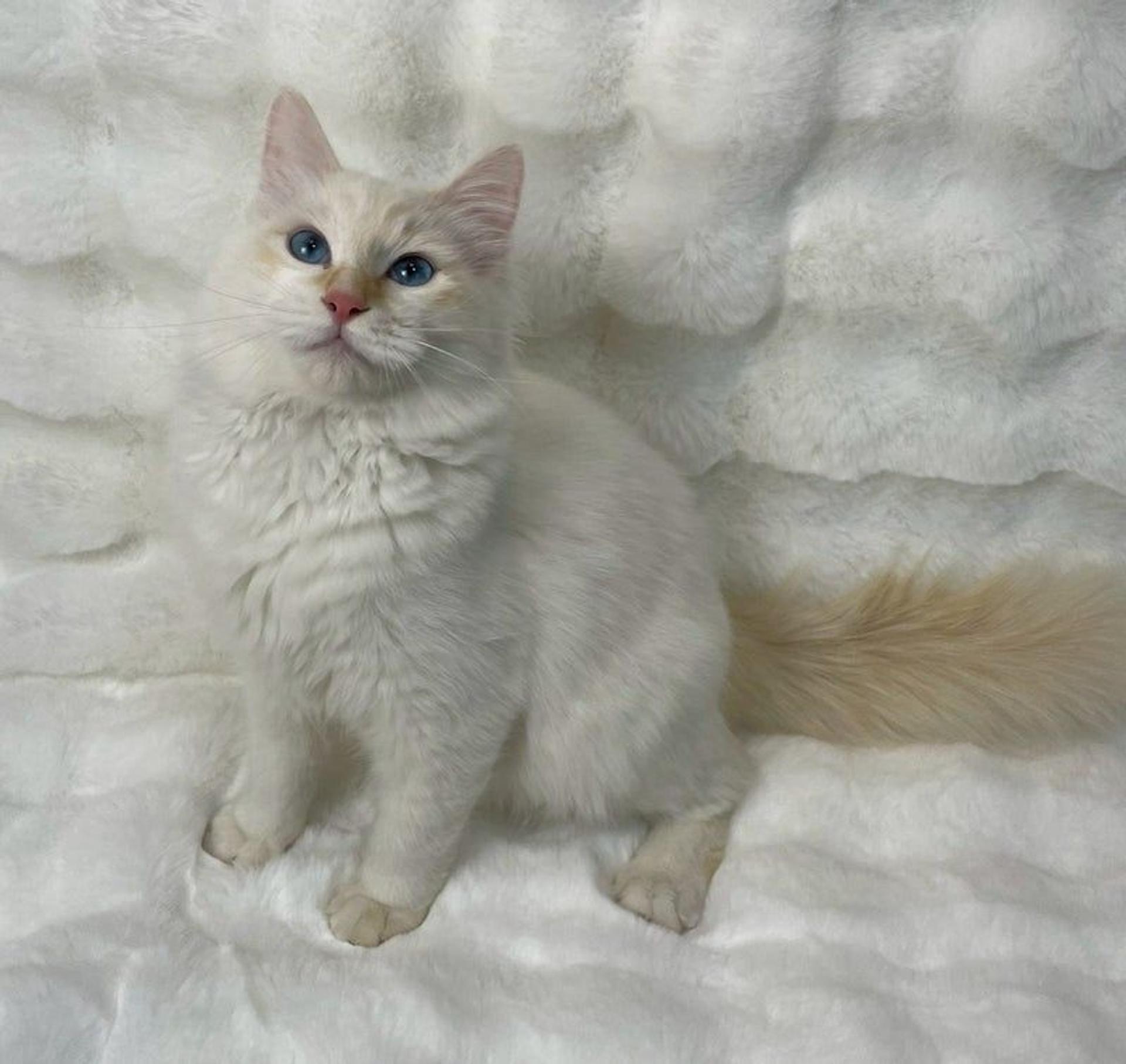 pet-image-3