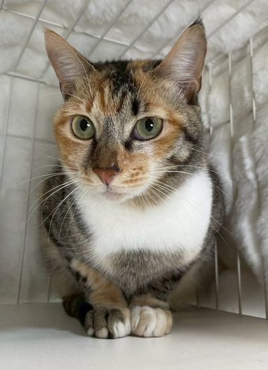 雑種（ミックス猫）・メスの里親募集の写真