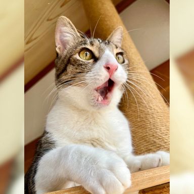 雑種（ミックス猫）・オスの里親募集の写真