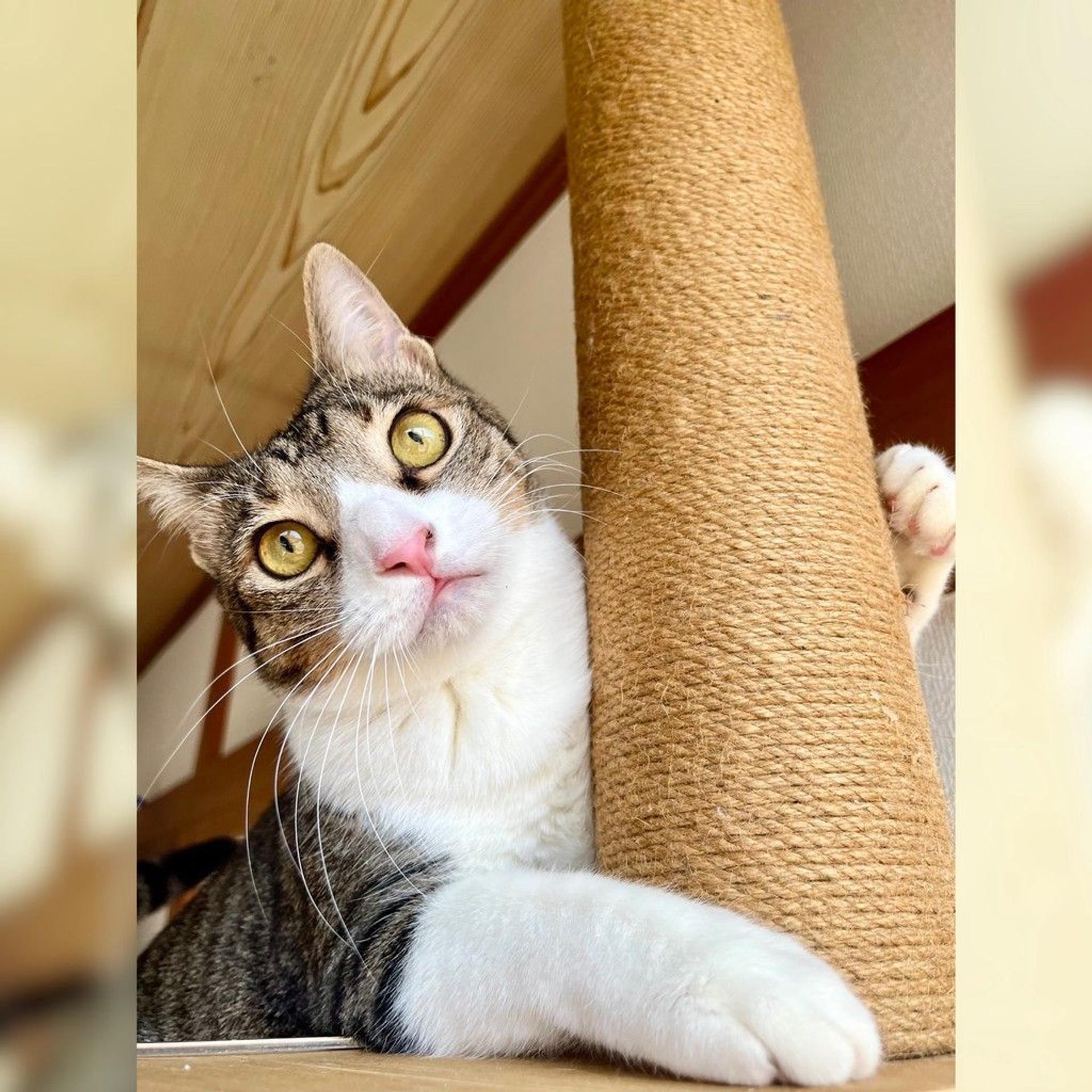 pet-image-2