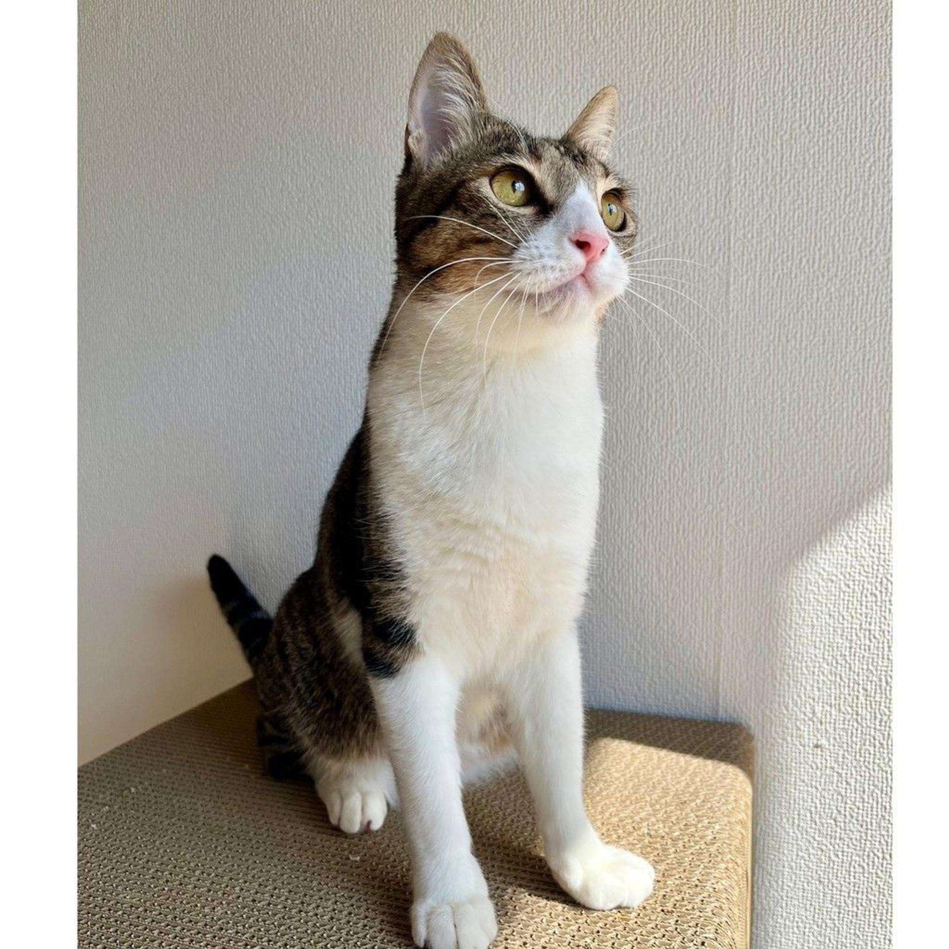 pet-image-7