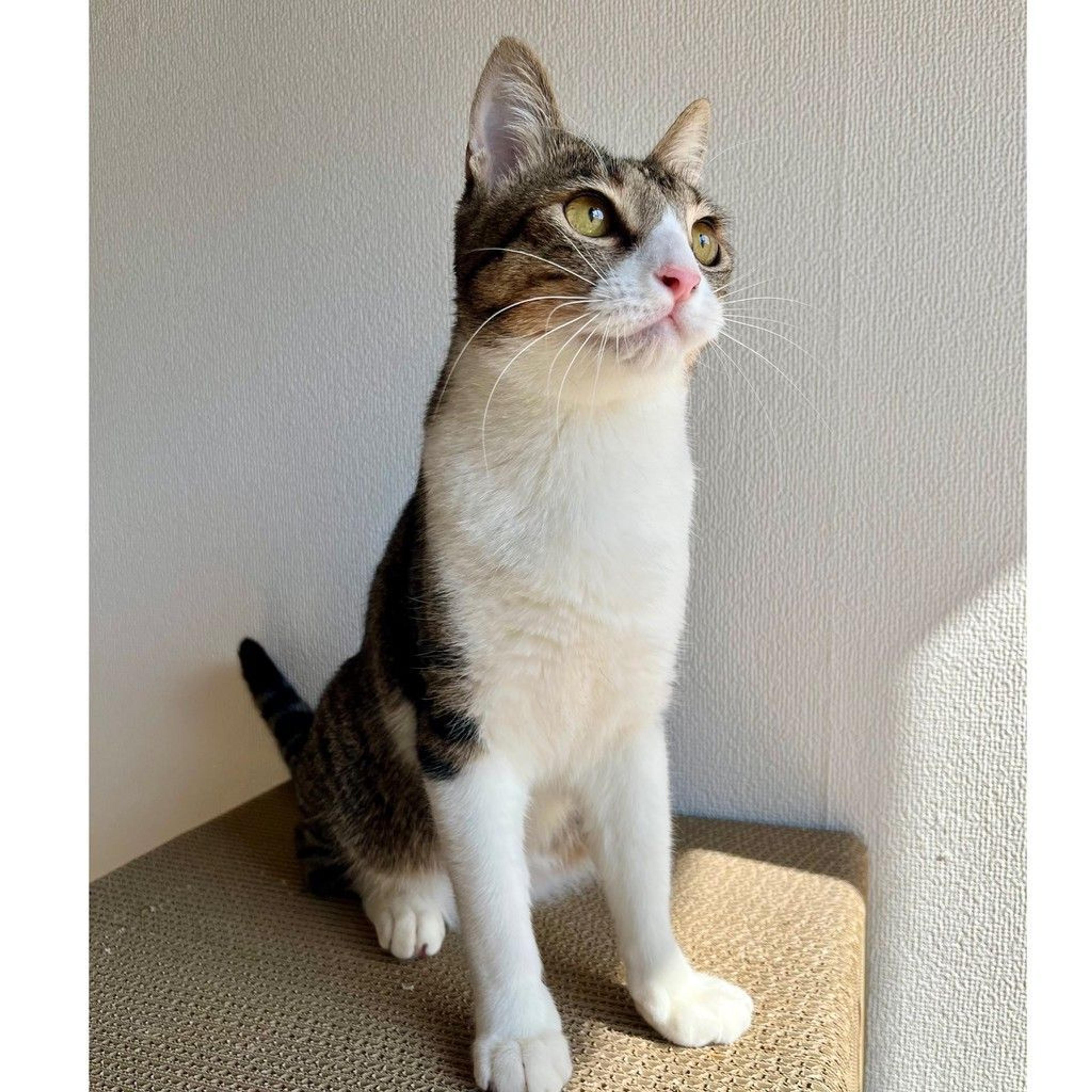 pet-image-7