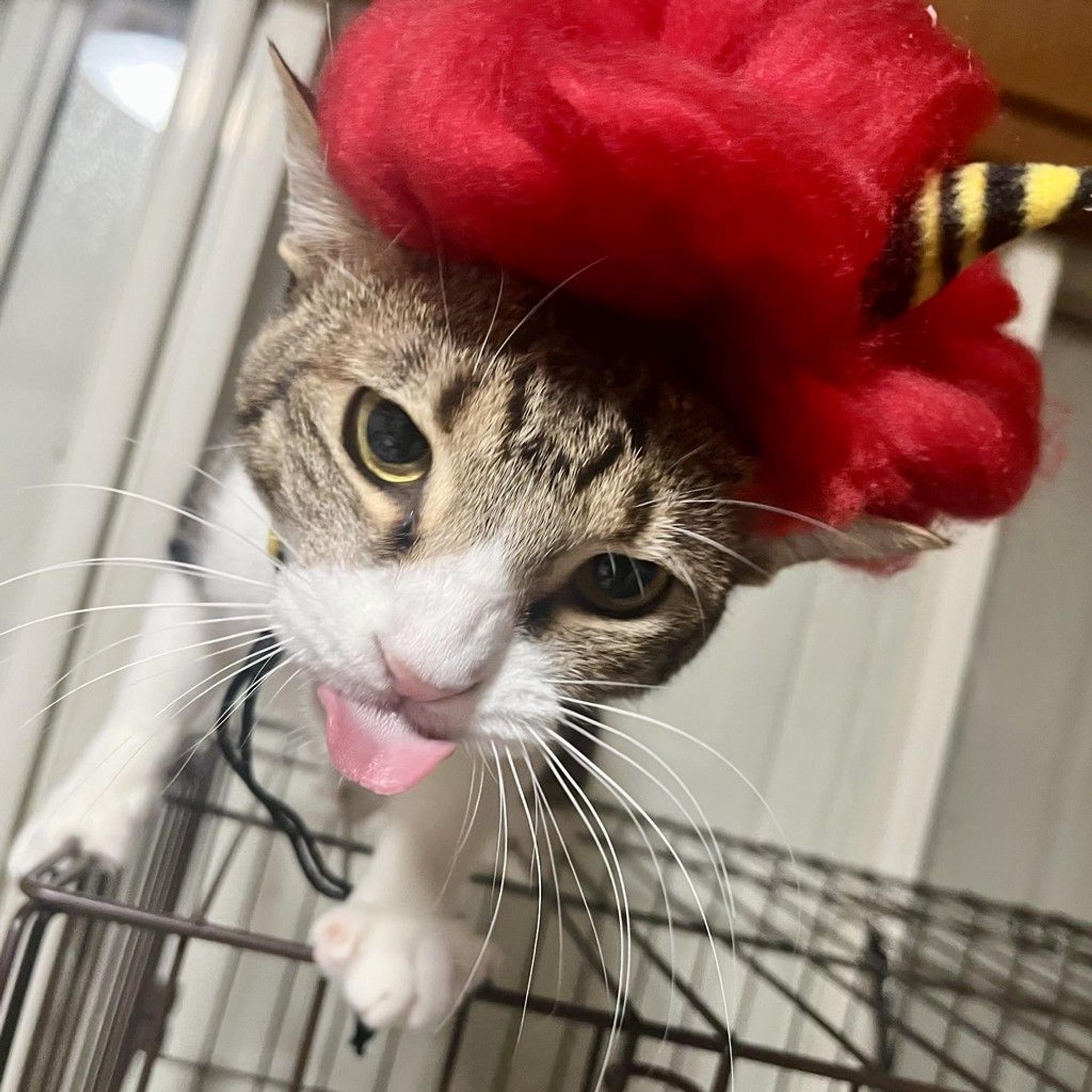 pet-image-8