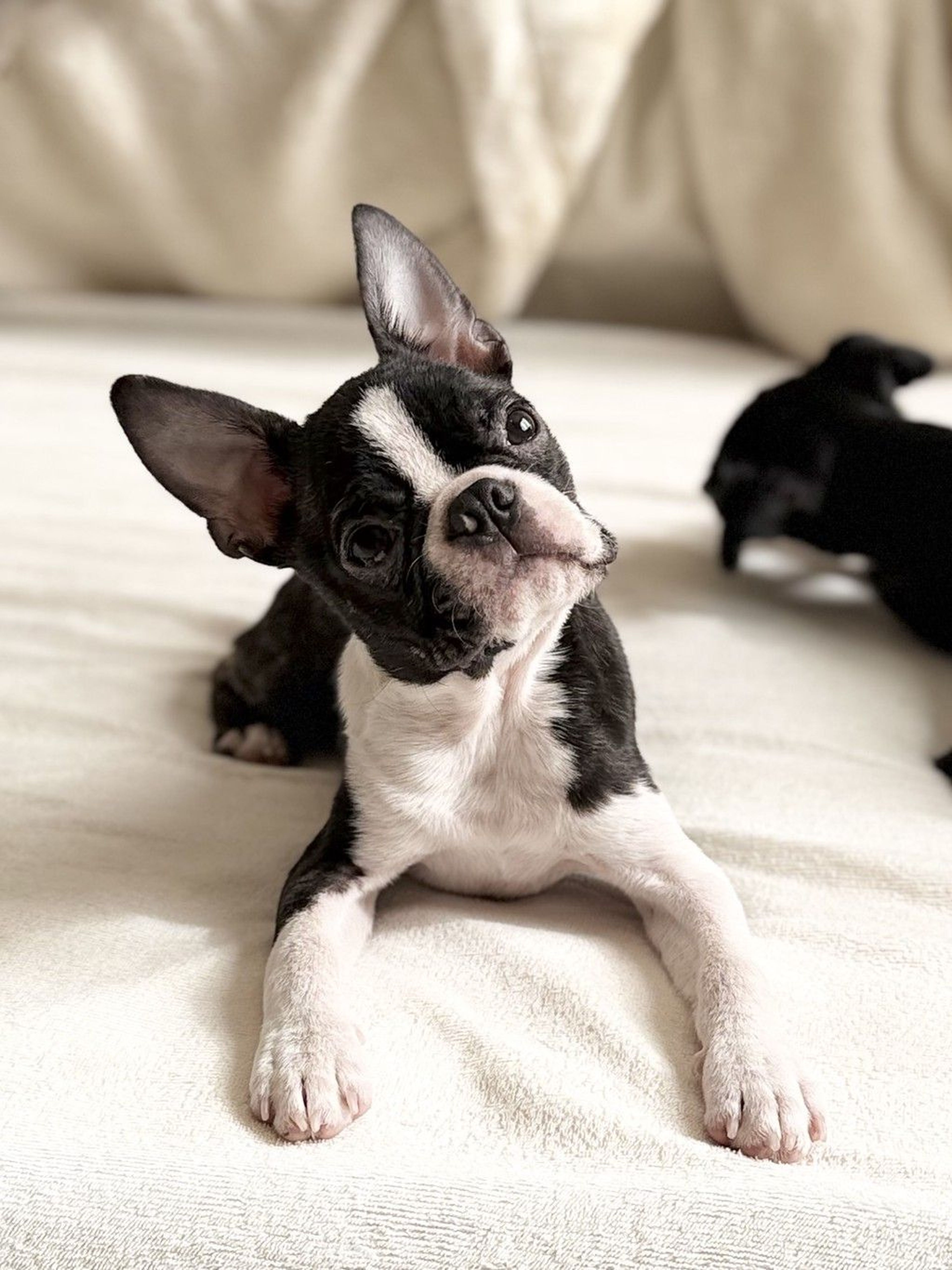 ボストン・テリア・オスの里親募集の写真