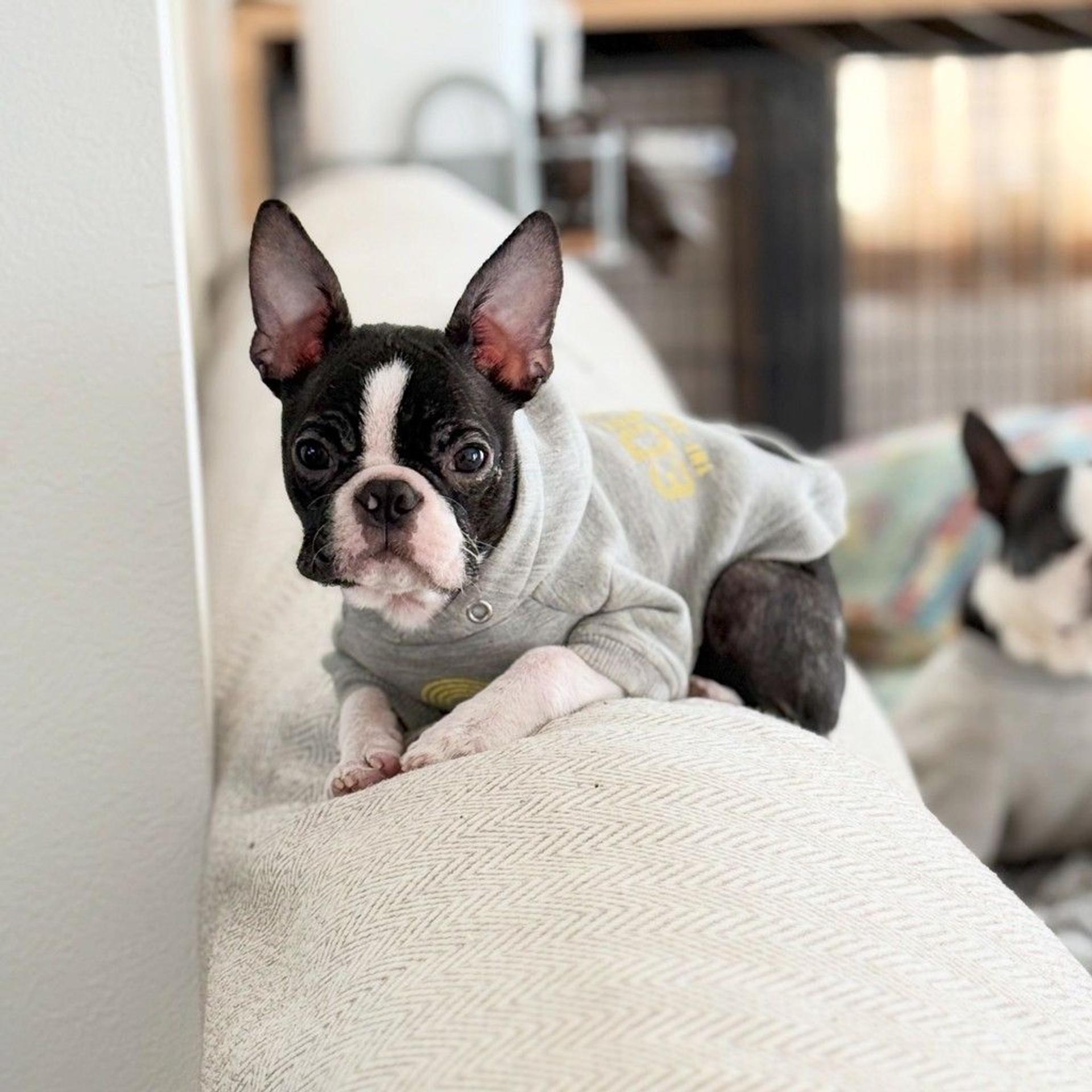 pet-image-3