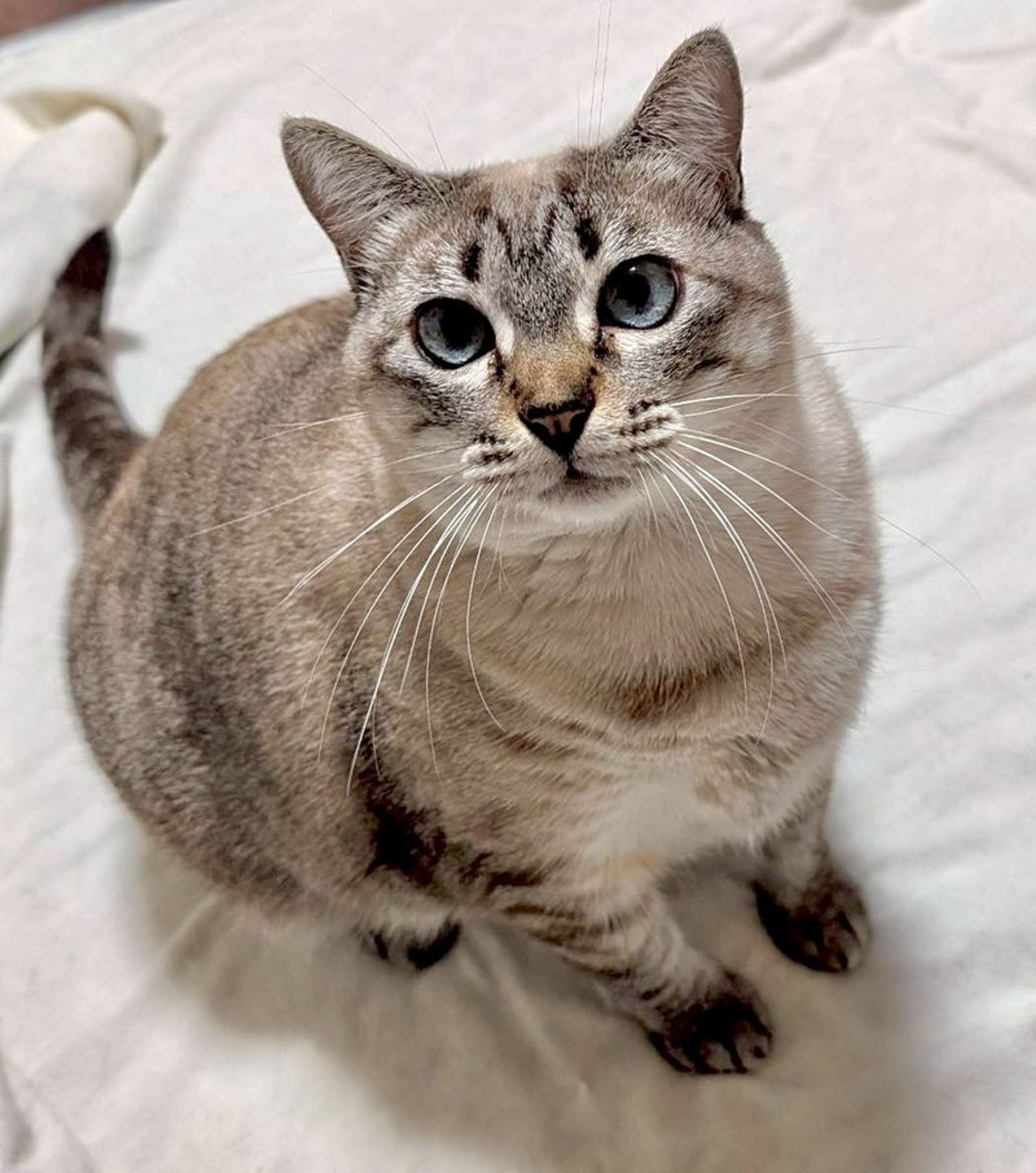 雑種（ミックス猫）・メスの里親募集の写真