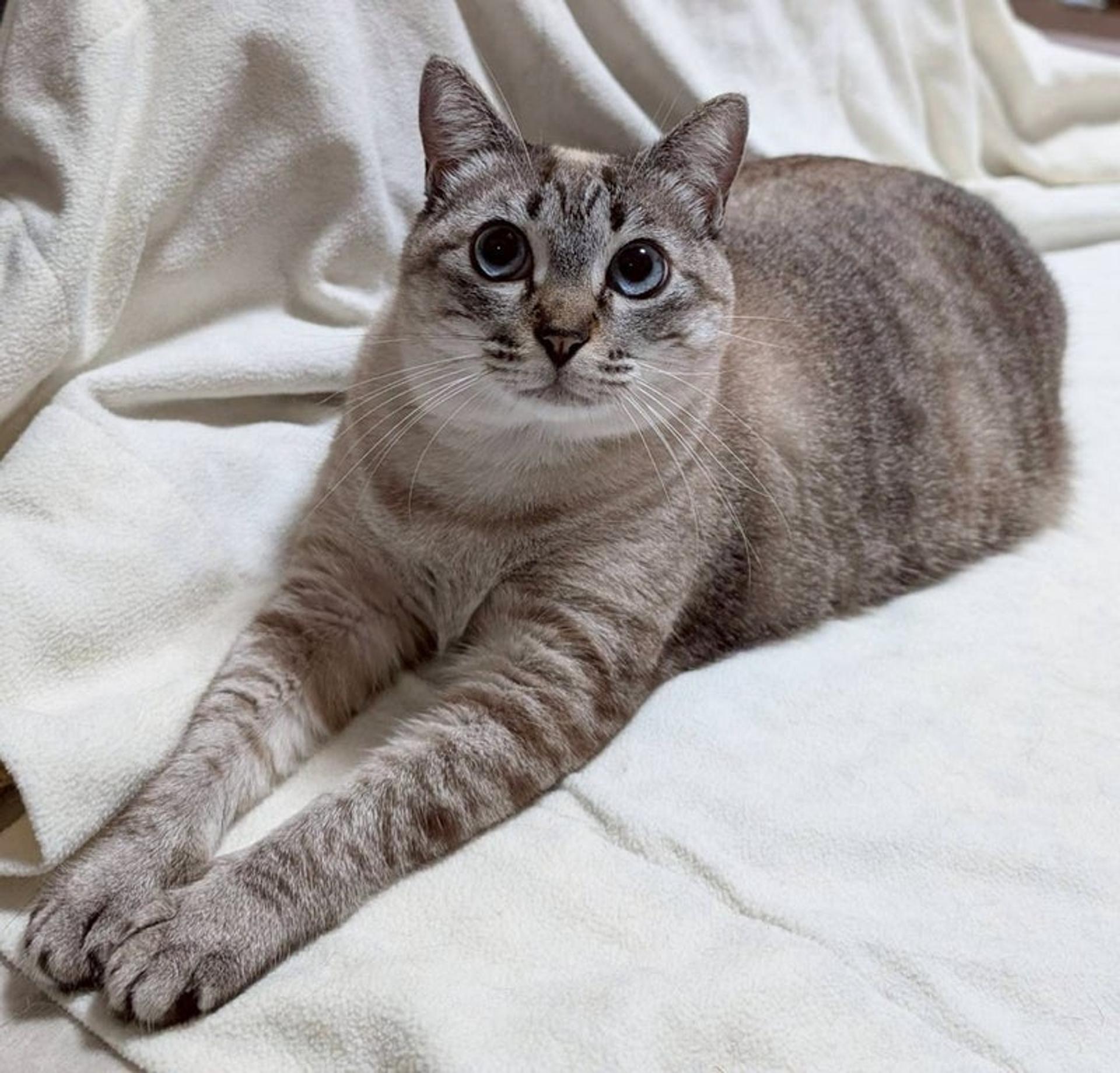 pet-image-4