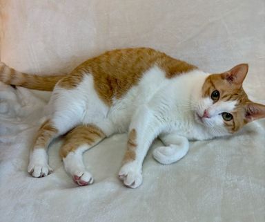 雑種（ミックス猫）・メスの里親募集の写真