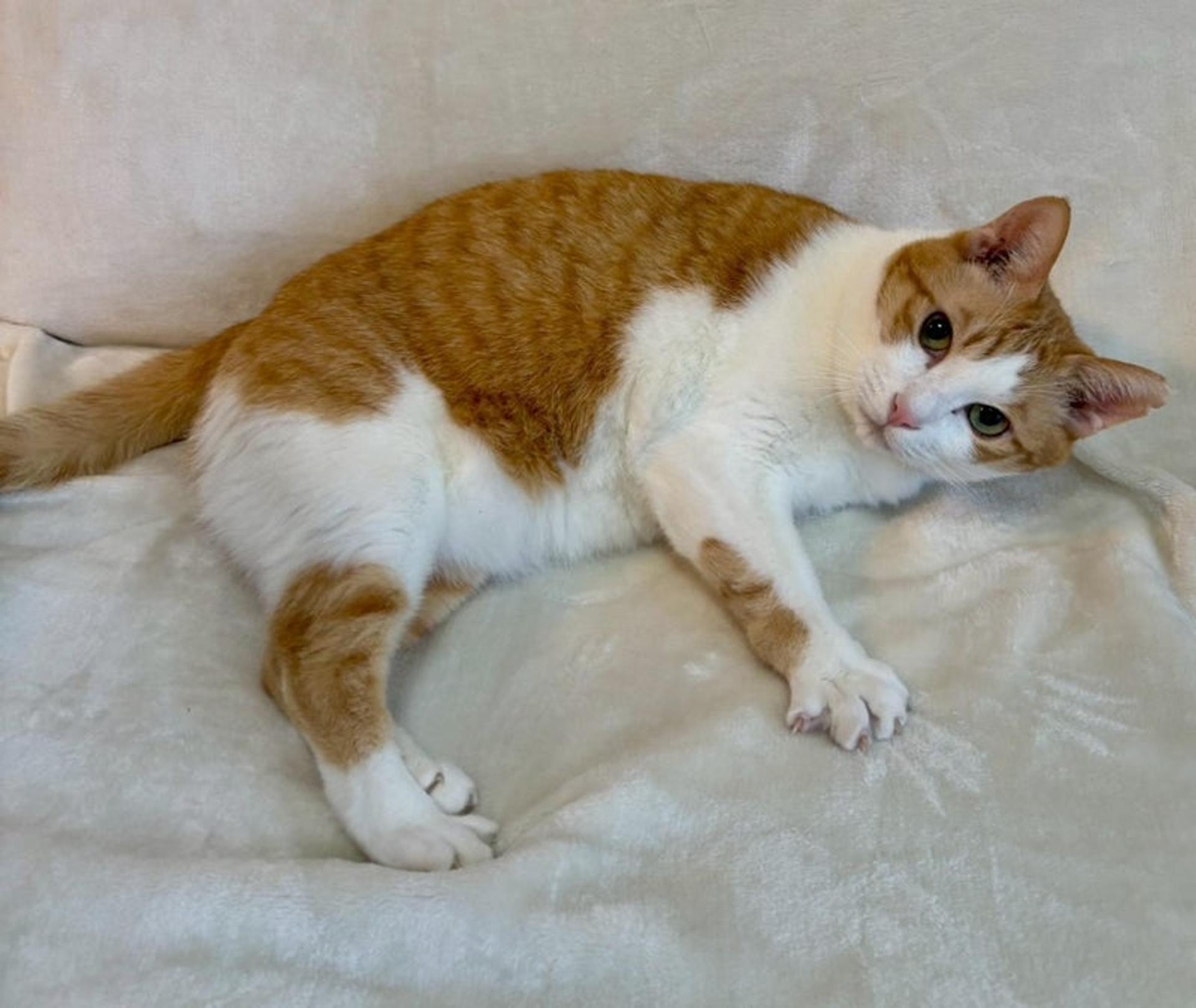 pet-image-3